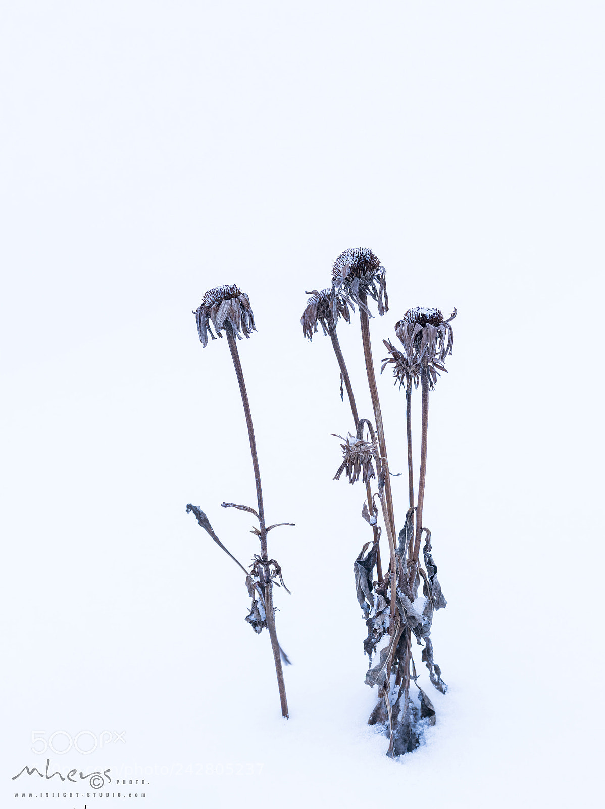 Nikon D850 sample photo. Untitled photography