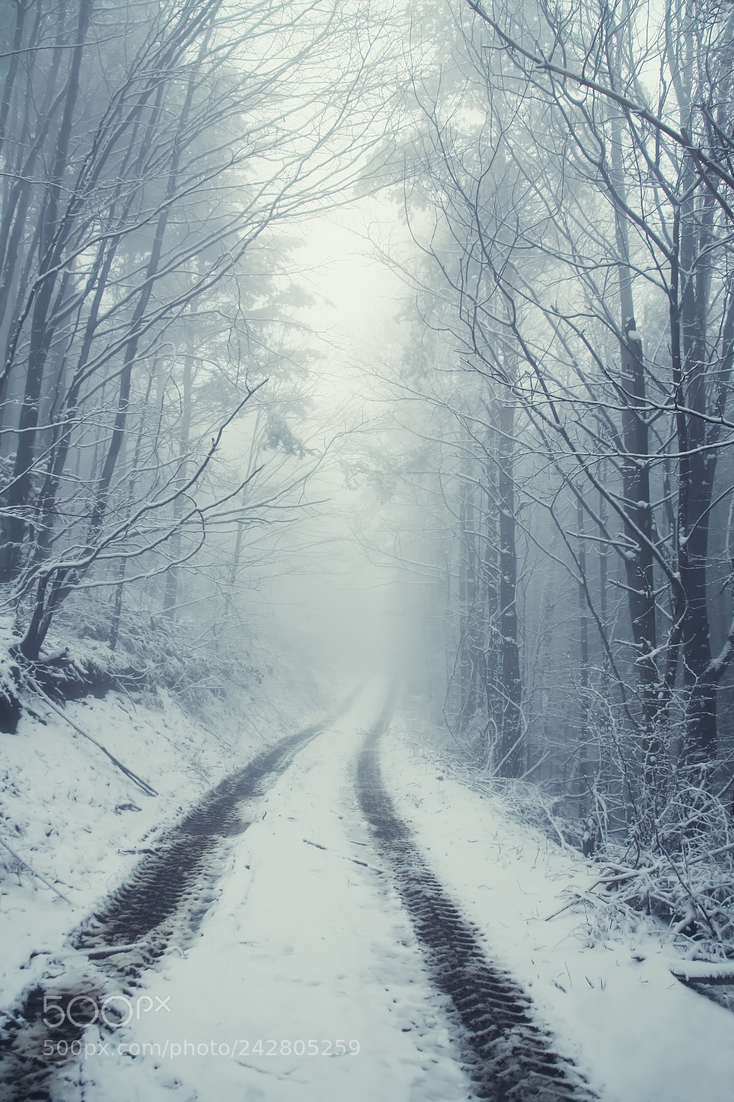 Canon EOS 5D sample photo. Deep in the forest photography