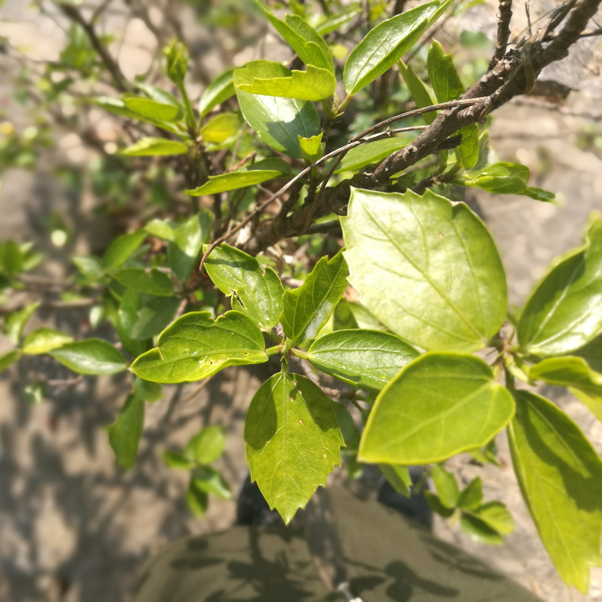 HUAWEI Honor V8 sample photo. Foliage photography