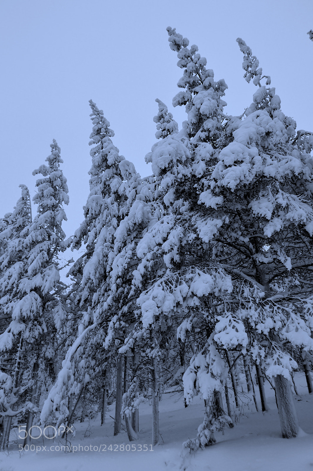 Nikon D3200 sample photo. Dsc 0033 -8.jpg snowy photography