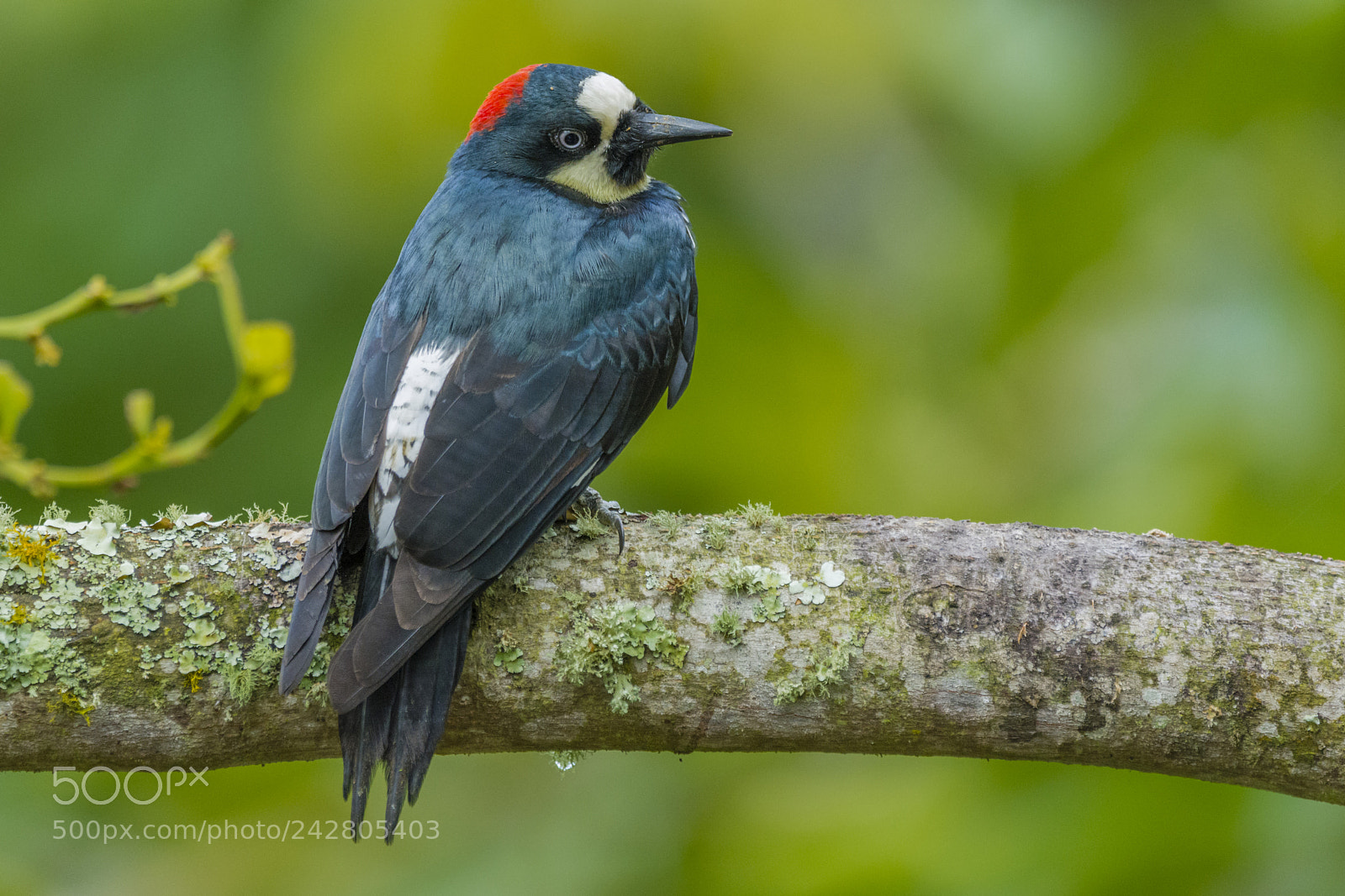 Nikon D7100 sample photo. Acorn woodpecker photography