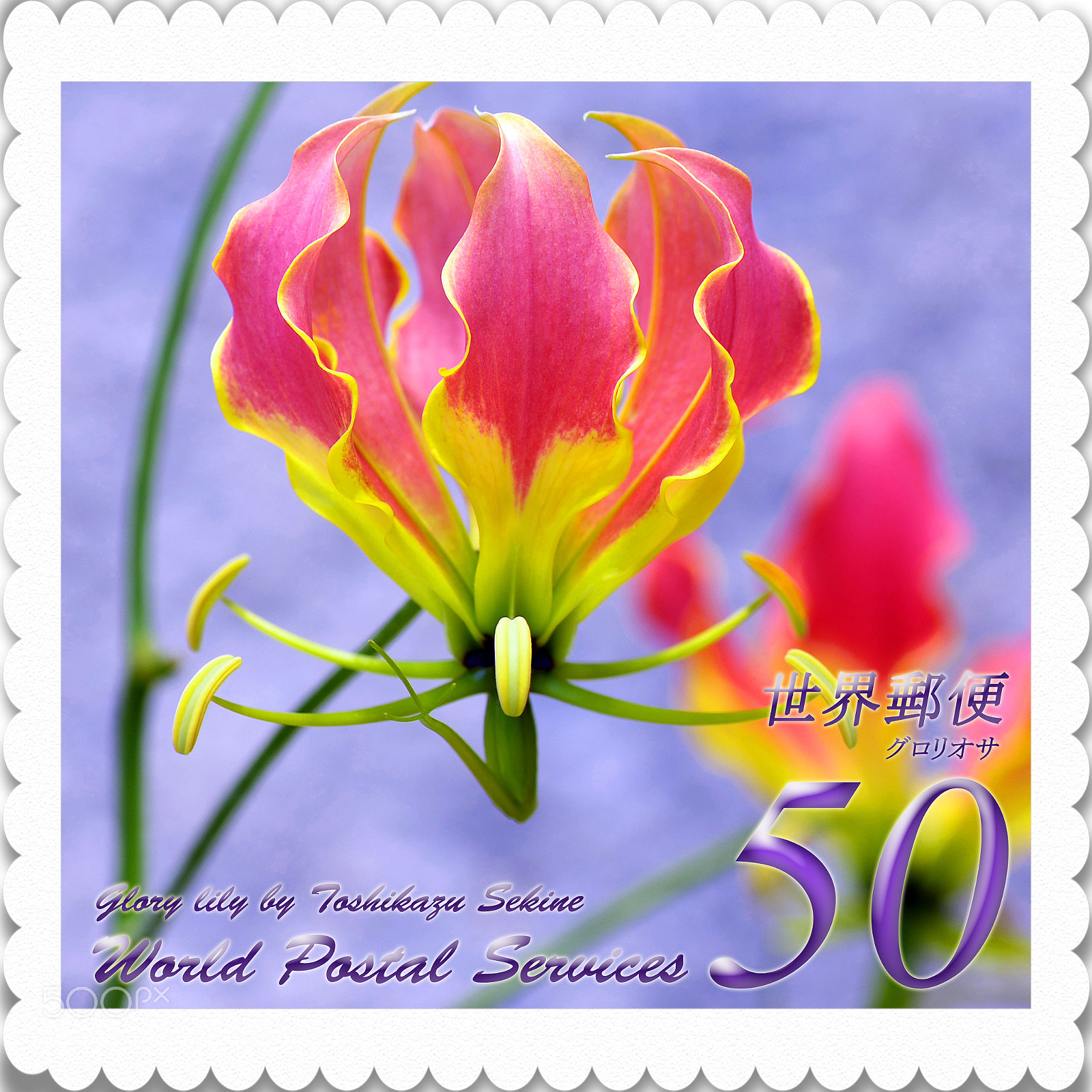 Nikon D800E sample photo. Glory lily photography