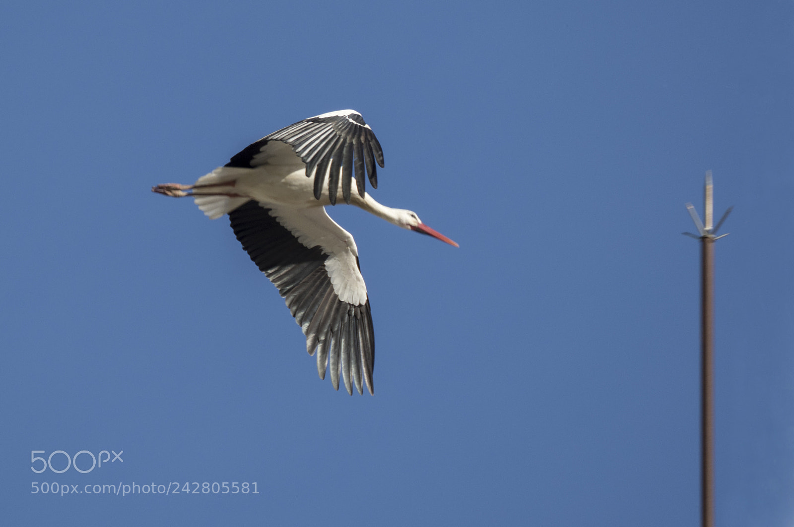 Olympus OM-D E-M1 Mark II sample photo. Ciconia ciconia. photography