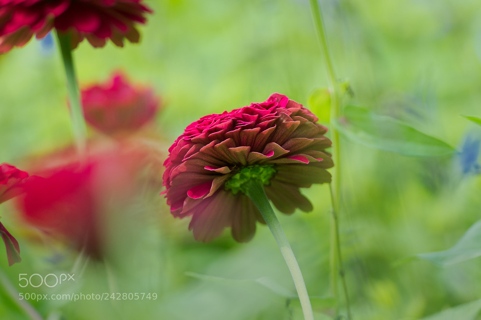 Nikon D4 sample photo. Flower photography