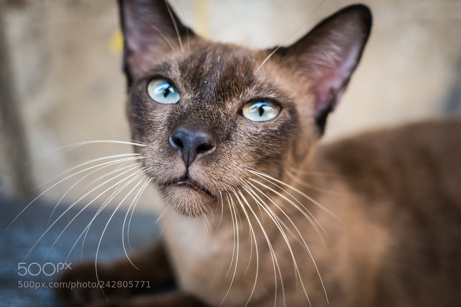 Panasonic Lumix DMC-GX7 sample photo. Siamese in siam photography