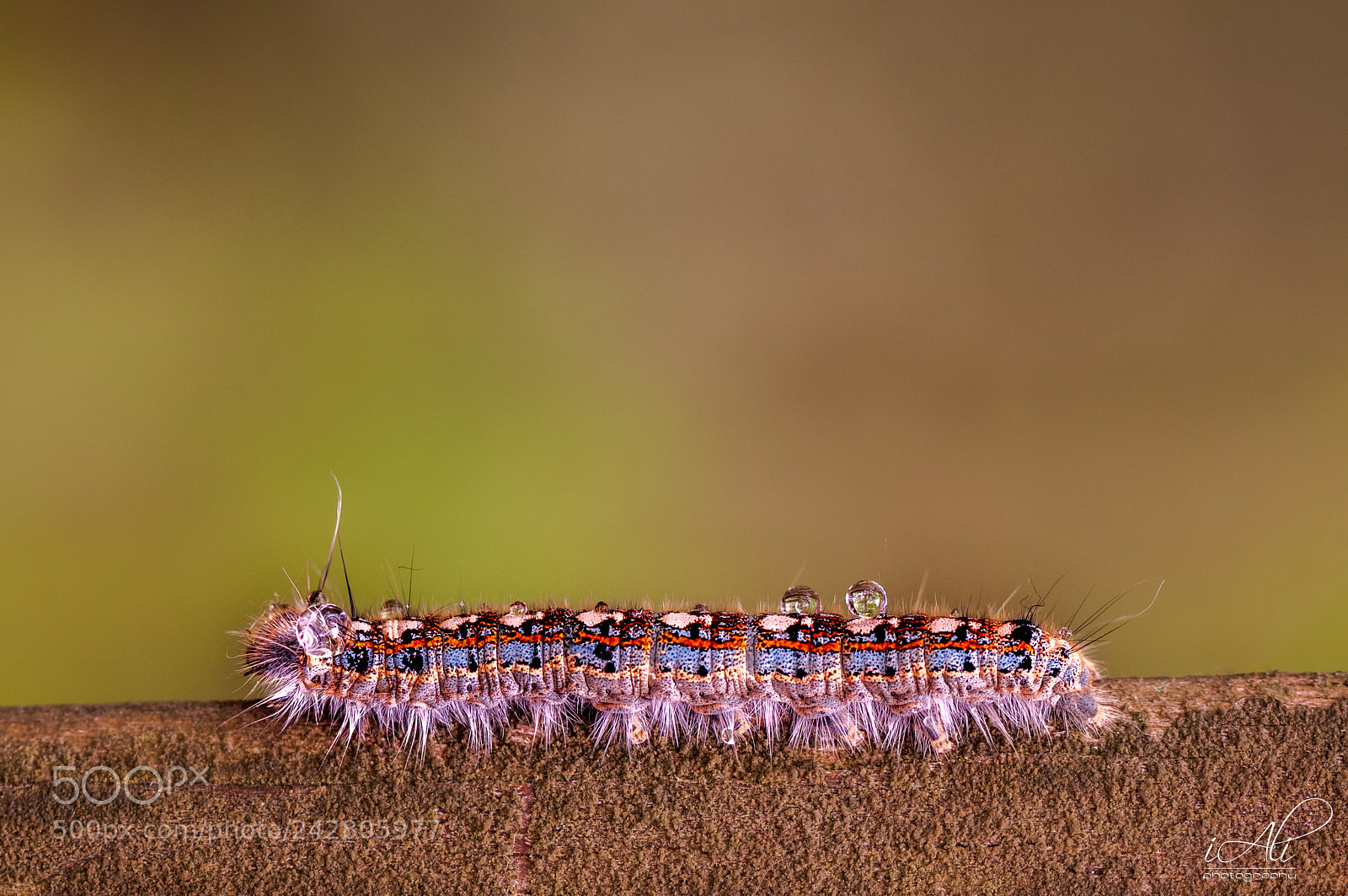 Nikon D300S sample photo. Caterpillar photography