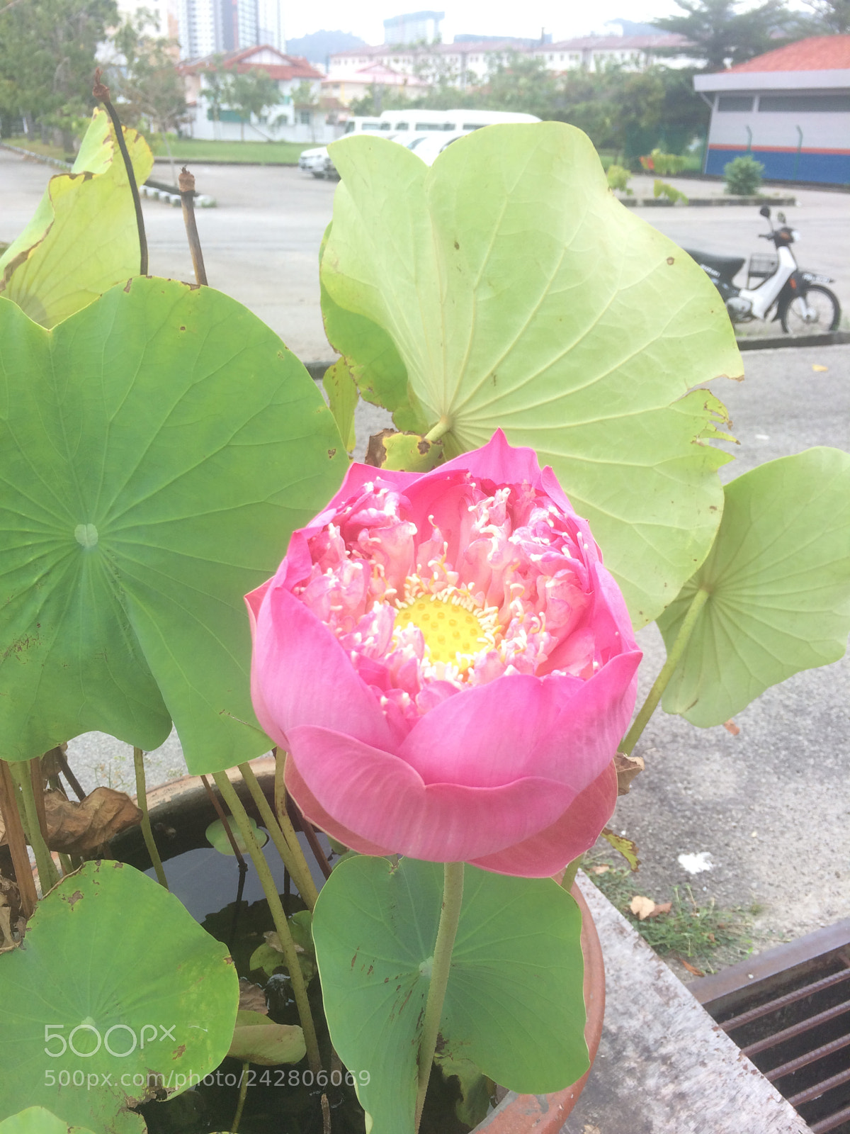 Apple iPhone 5s sample photo. Flower beside road photography