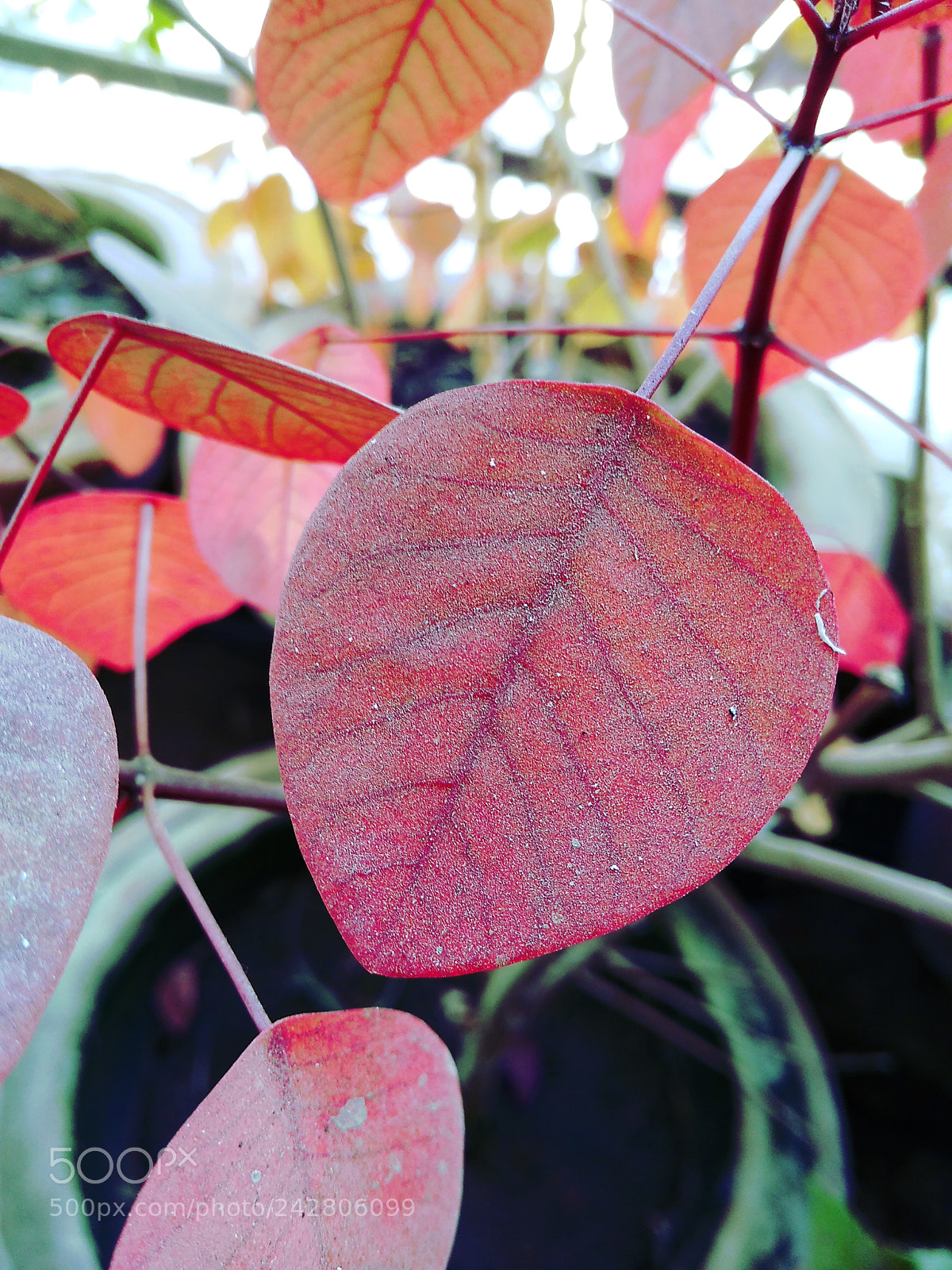 Xiaomi Redmi 4A sample photo. Even dust can look photography