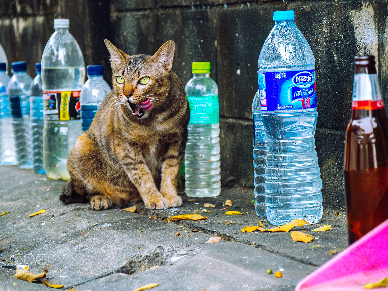 Olympus OM-D E-M10 II sample photo. Cat 2018 05-313: drink photography