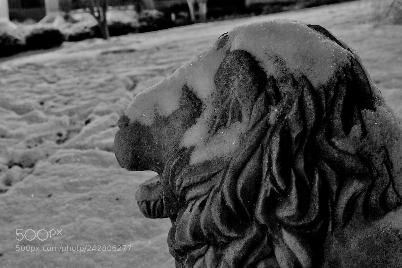 Canon EOS 1100D (EOS Rebel T3 / EOS Kiss X50) sample photo. Leo in hibernation photography