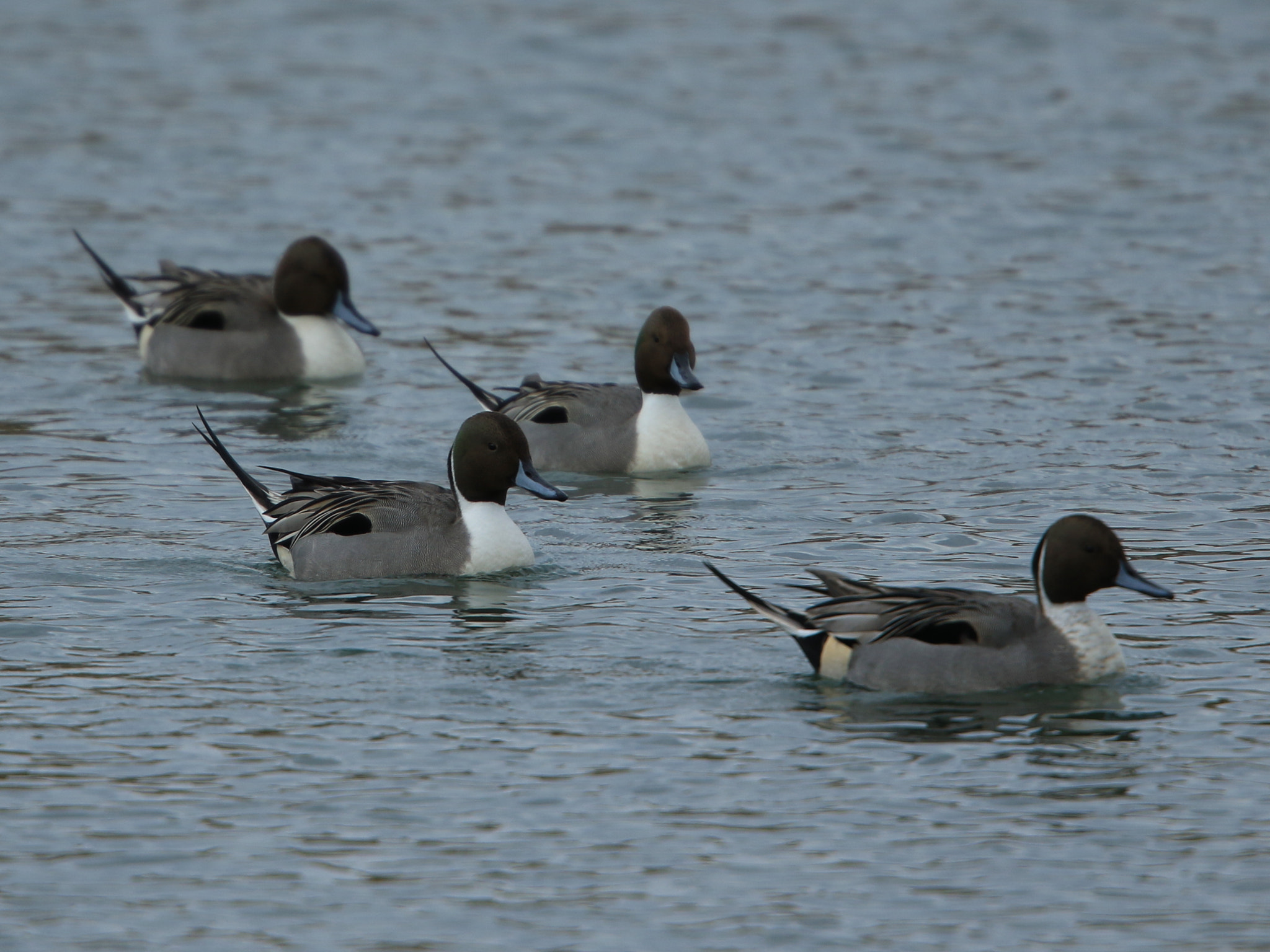 Canon EOS 7D Mark II + Canon EF 400mm F2.8L IS USM sample photo. Northern pintail  オナガガモ ♂ photography