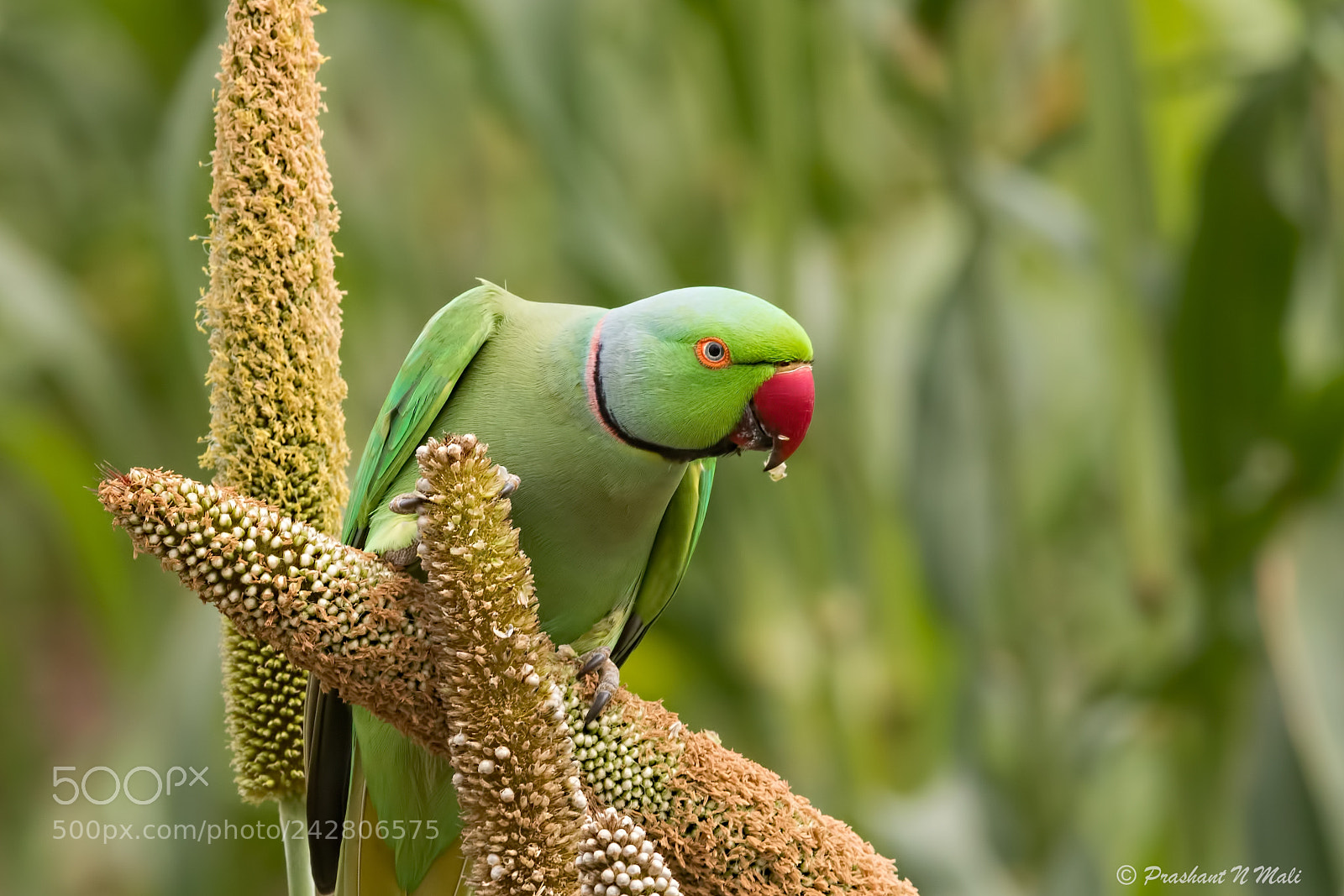 Canon EOS 7D Mark II sample photo. Poseringparakeet photography
