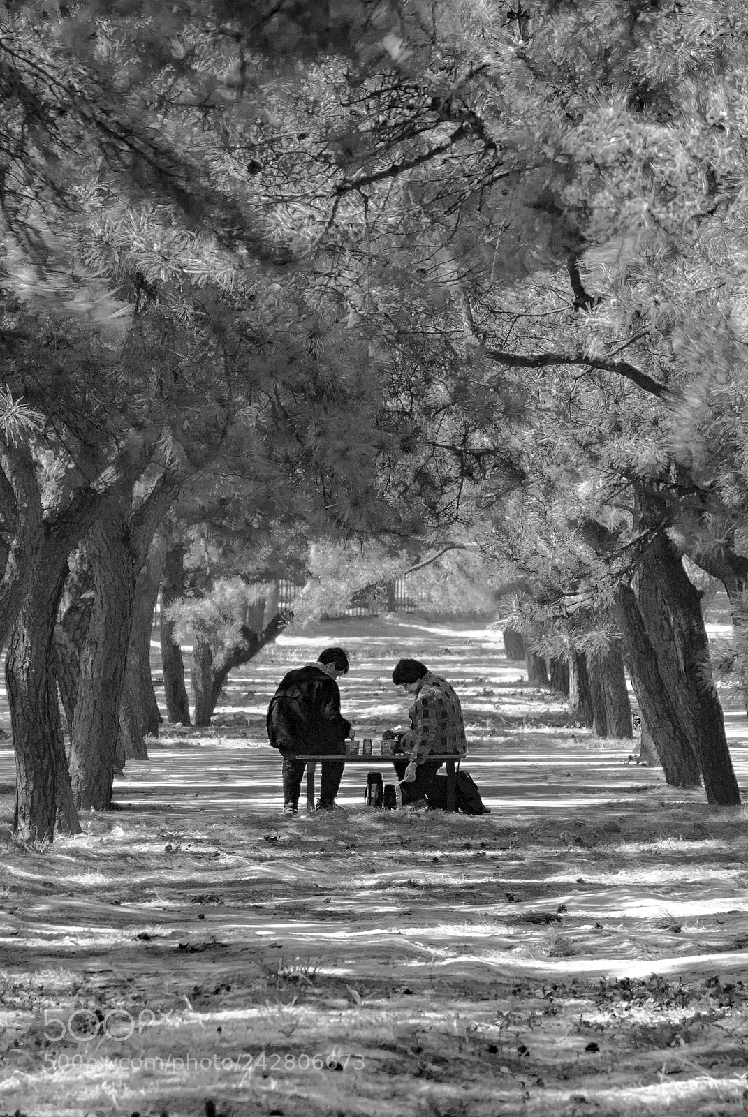 Nikon D3000 sample photo. Life-long romance photography