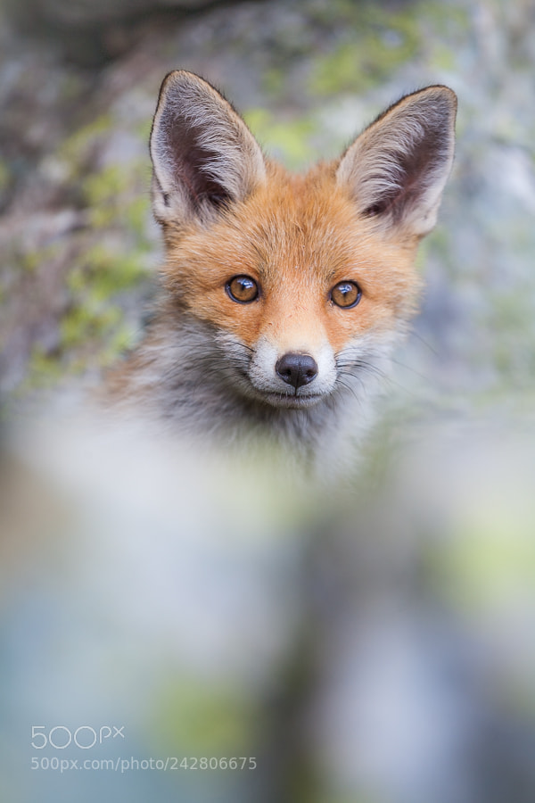 Canon EOS 5D sample photo. Wild meeting photography