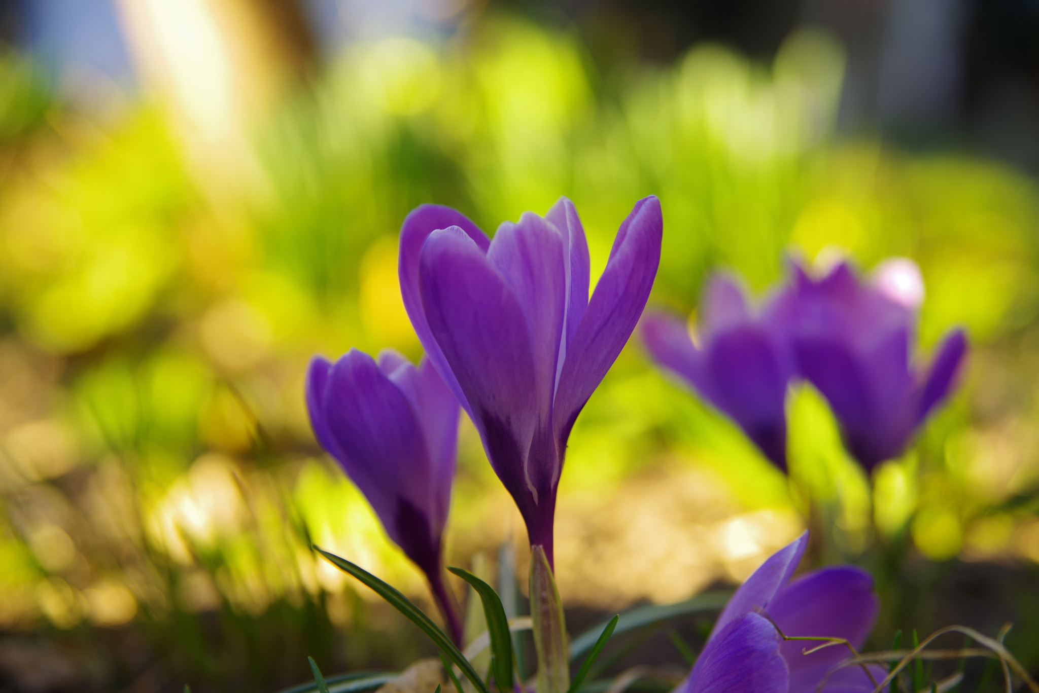 Pentax K-1 sample photo. Crocus photography