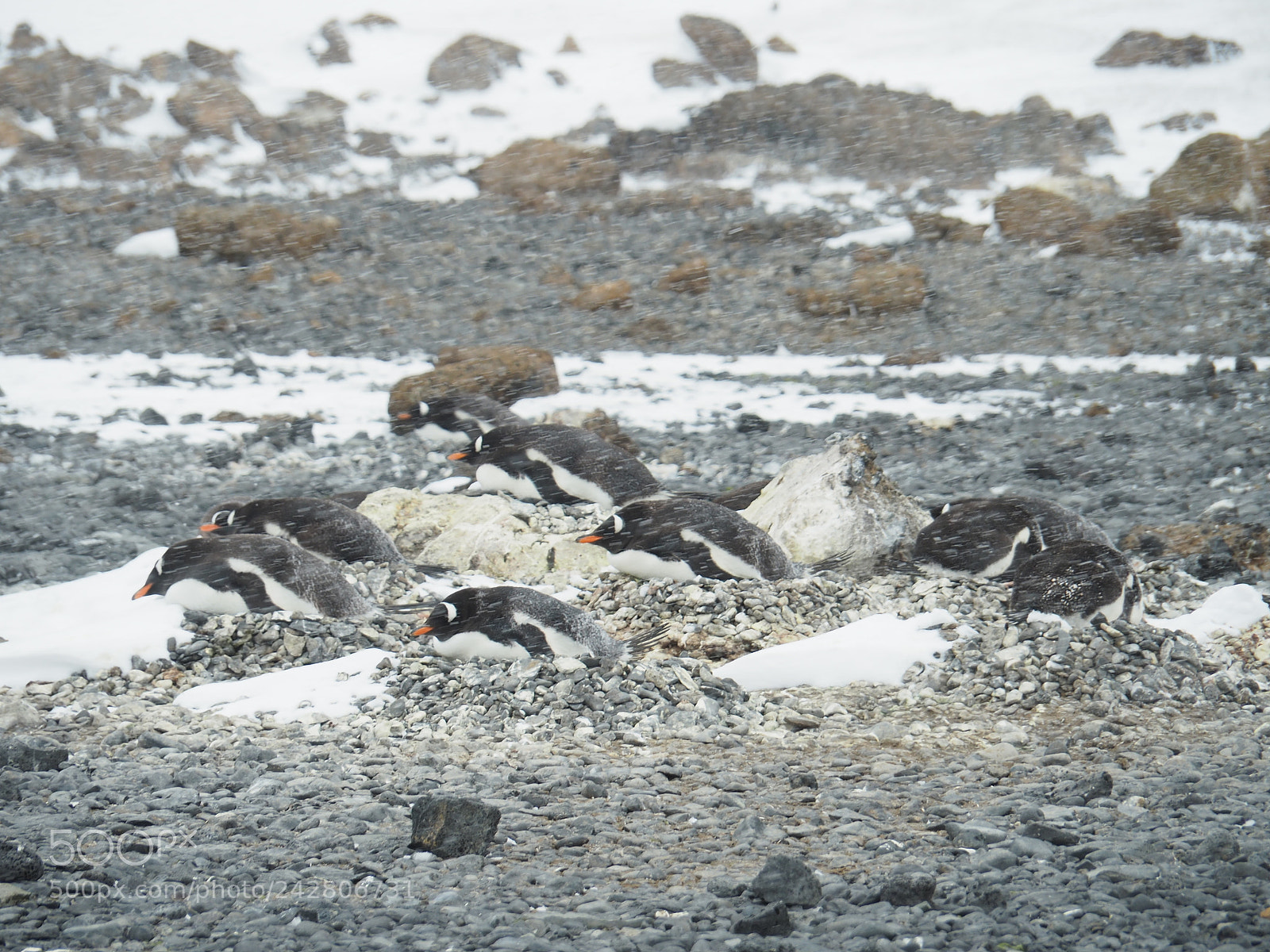 Olympus OM-D E-M5 II sample photo. Penguins in the blizzard photography