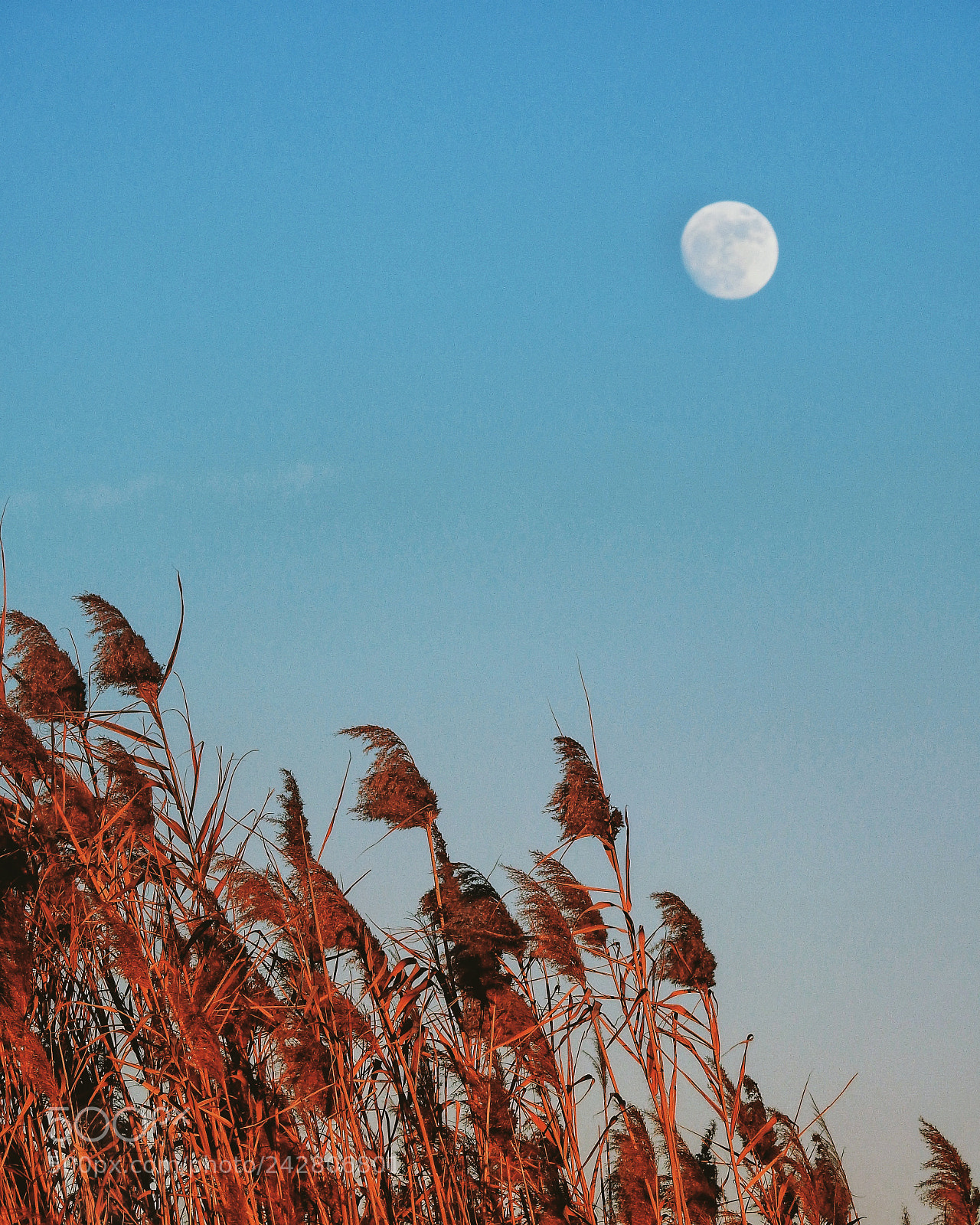 Nikon Coolpix P900 sample photo. Moon photography