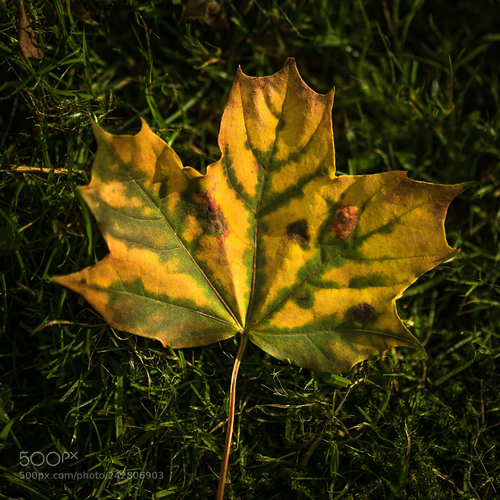 Sony a7R sample photo. Leaf ? photography