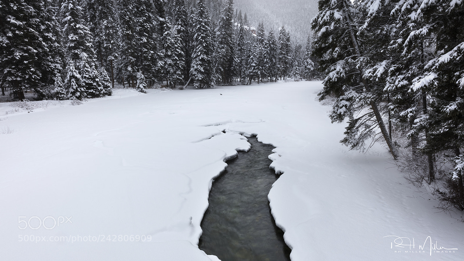 Canon EOS 5DS R sample photo. Bough bending on the photography