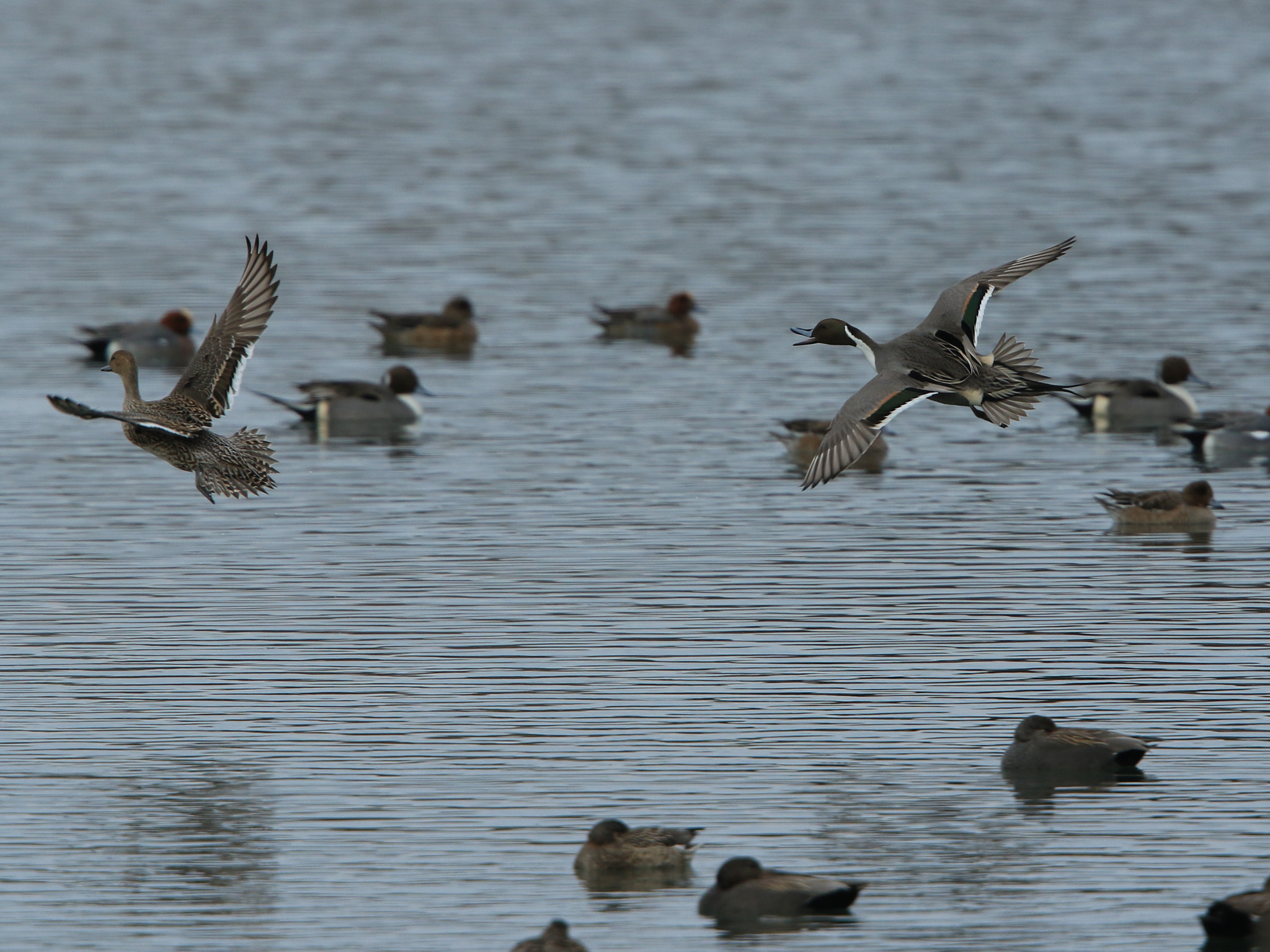 Canon EF 400mm F2.8L IS USM sample photo. Northern pintail  ♀♂ オナガガモ photography