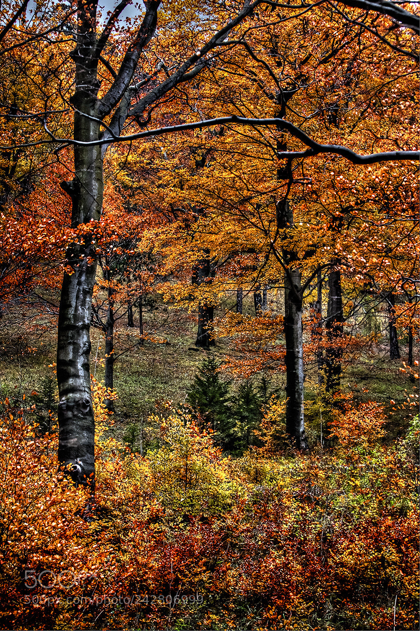 Canon EOS-1D Mark II sample photo. Austrian trees photography
