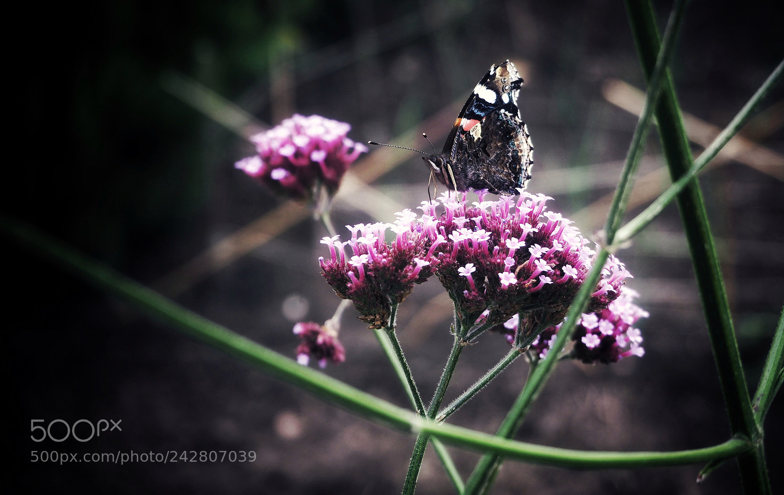 Olympus OM-D E-M10 II sample photo. Butterfly photography