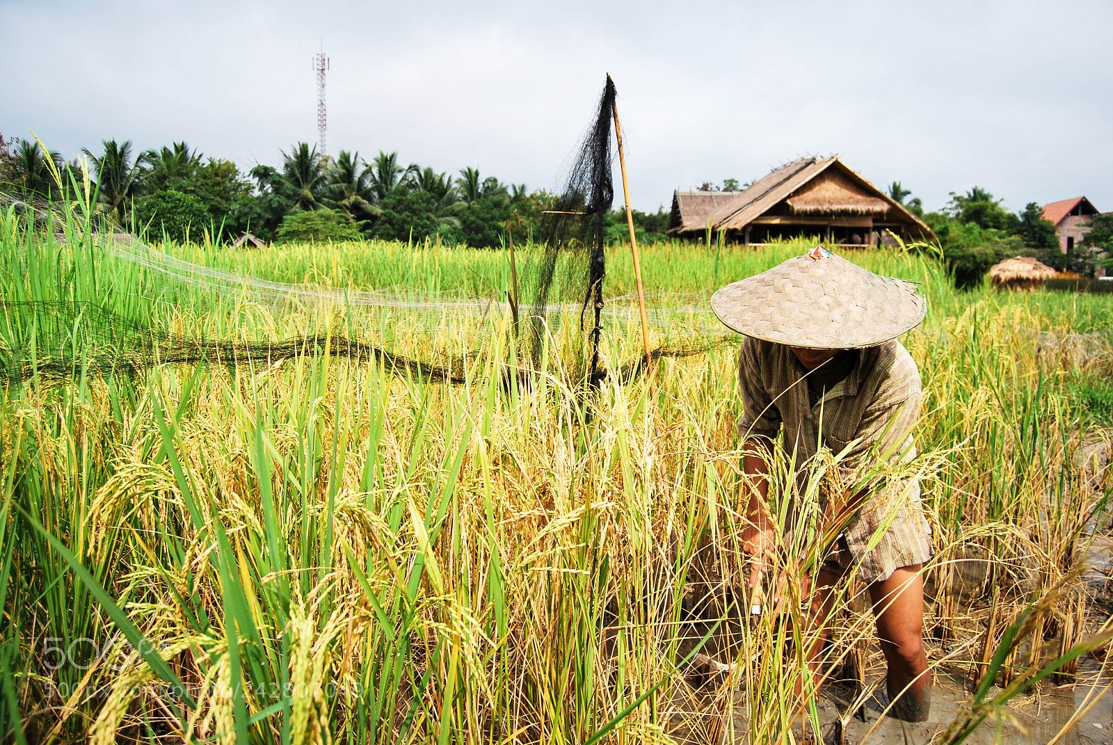 Nikon D60 sample photo. Rice field in laos photography