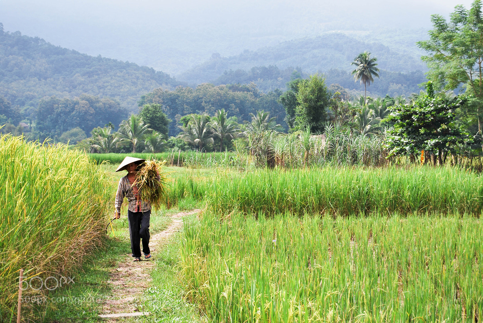 Nikon D60 sample photo. Rice field in laos photography