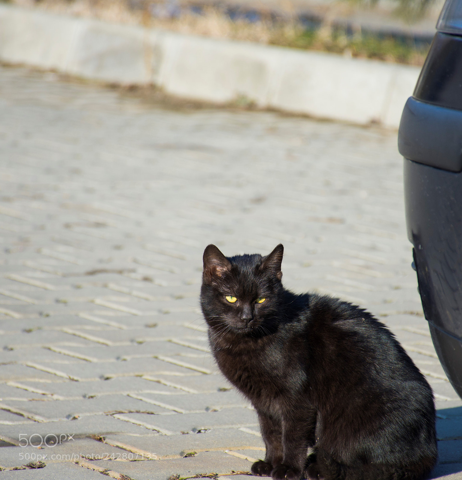 Nikon D7200 sample photo. Those eyes photography