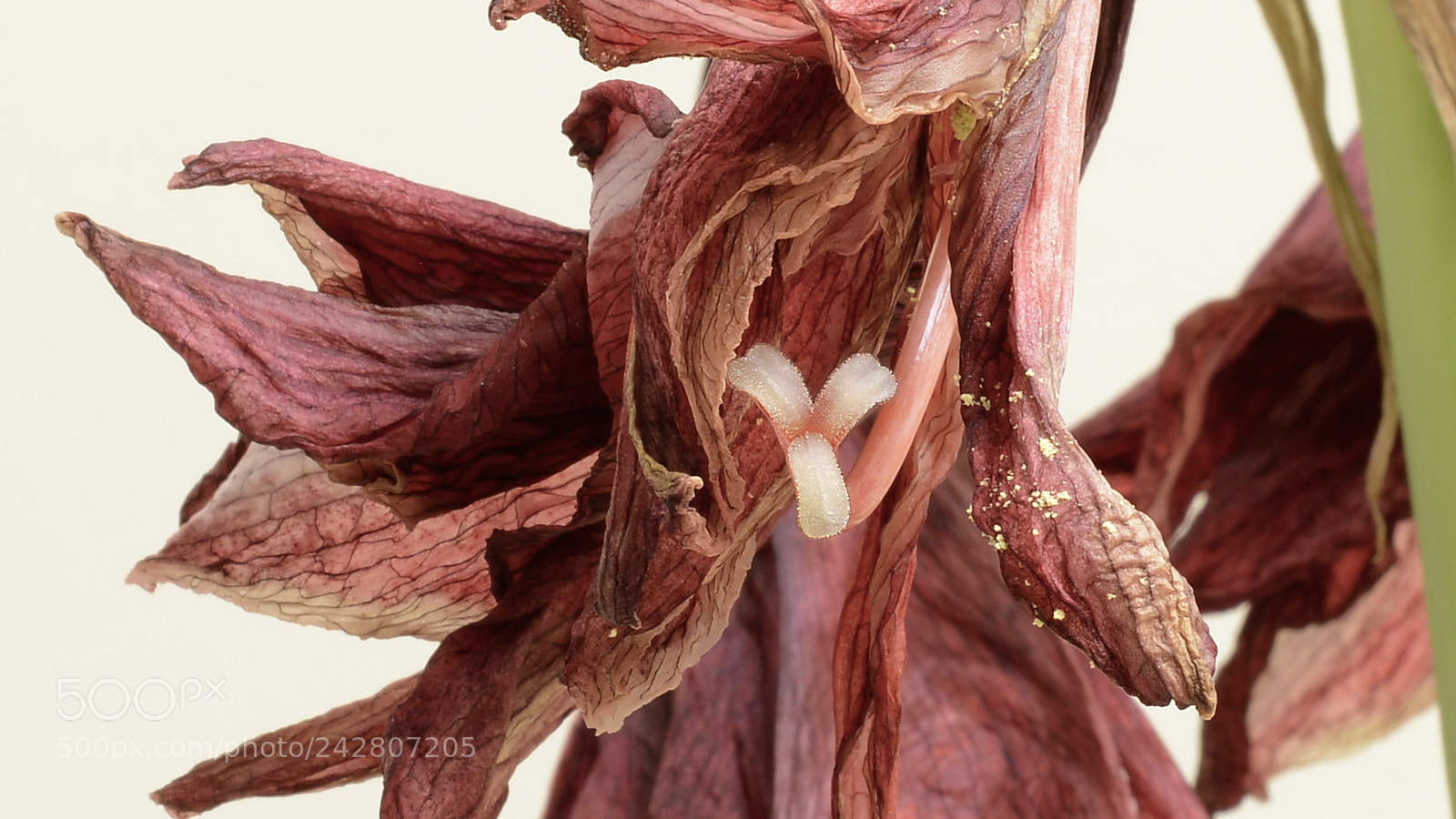 Nikon D800 sample photo. Dragon mouth photography