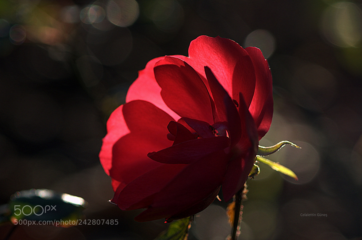 Nikon D300 sample photo. Rose photography