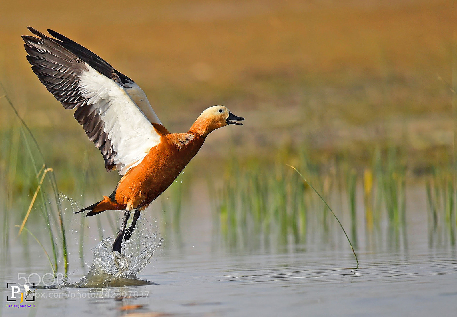 Nikon D4S sample photo. Ruddy shelduck photography