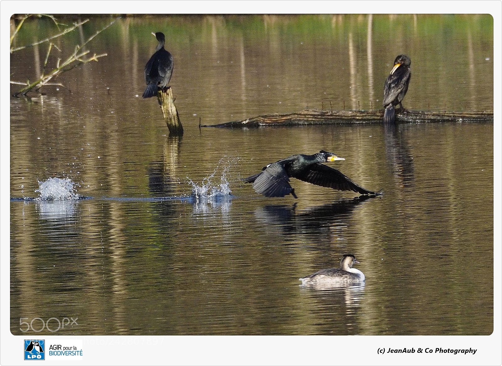 Olympus OM-D E-M5 II sample photo. Low-flying flight photography