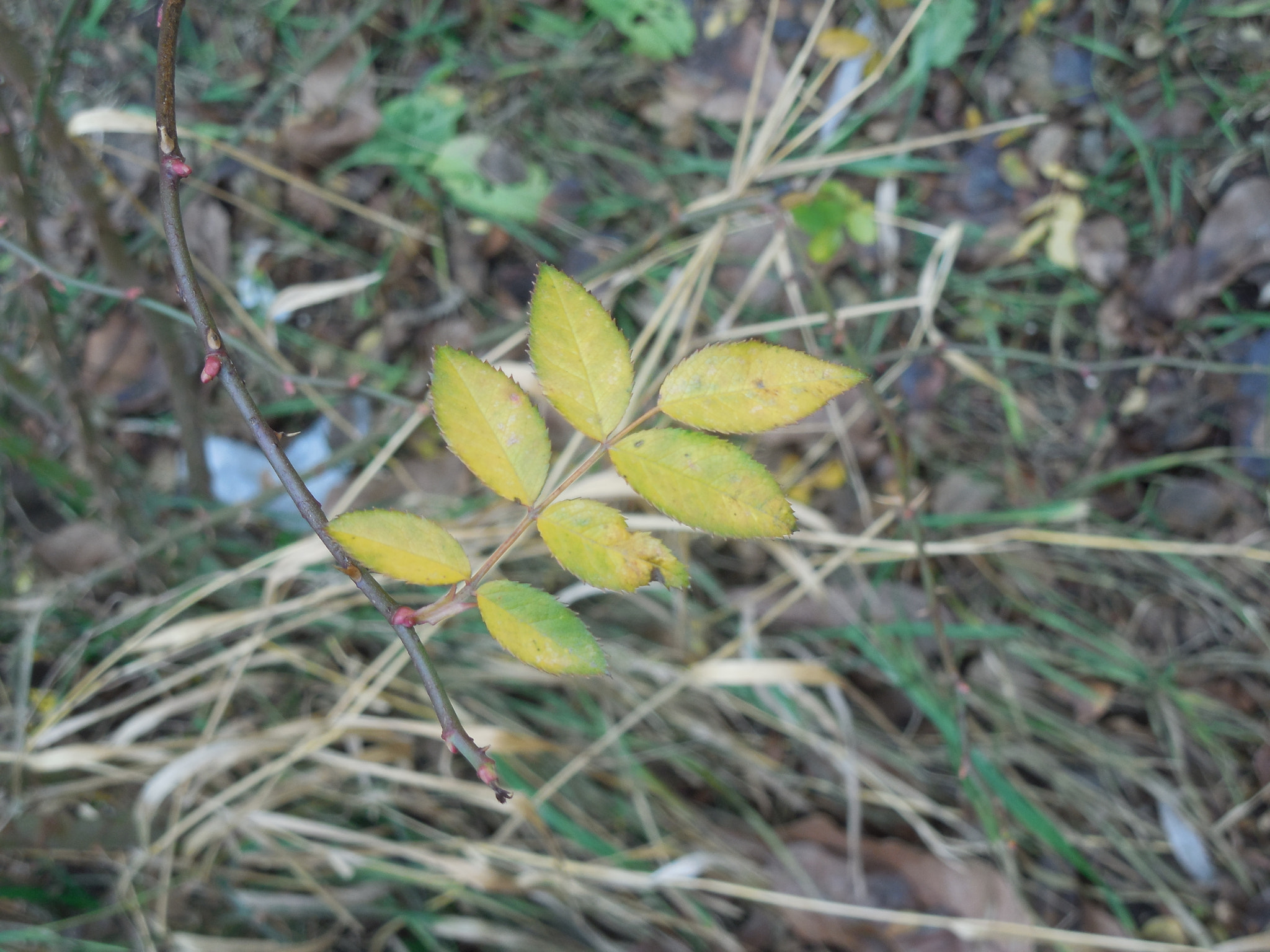 Nikon Coolpix L610 sample photo. F. photography