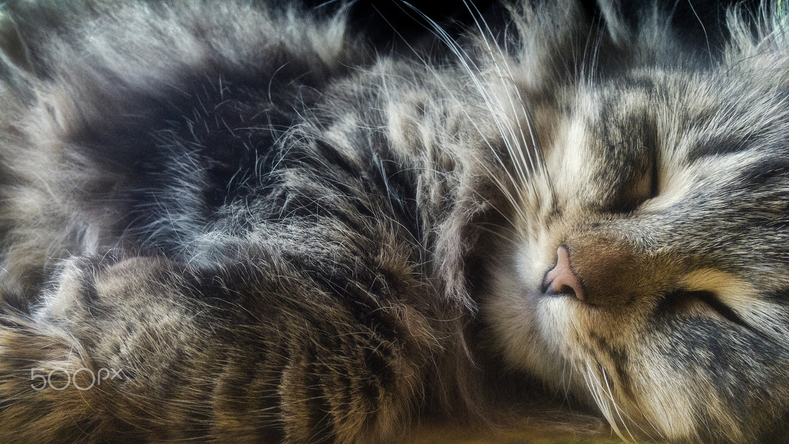 Nokia Lumia 1520 sample photo. Sweet sleep photography
