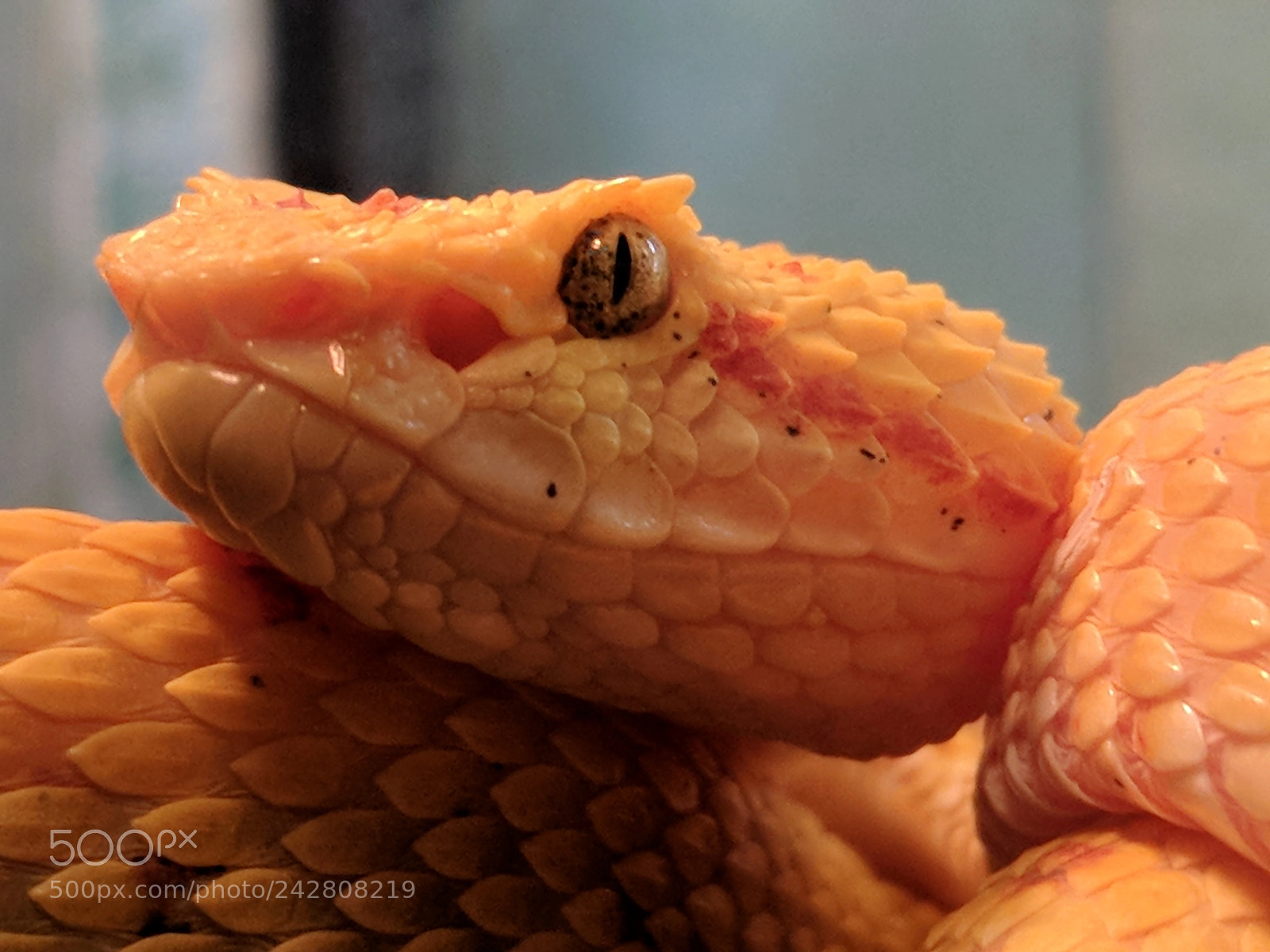 Google Pixel sample photo. Eyelash pit viper photography