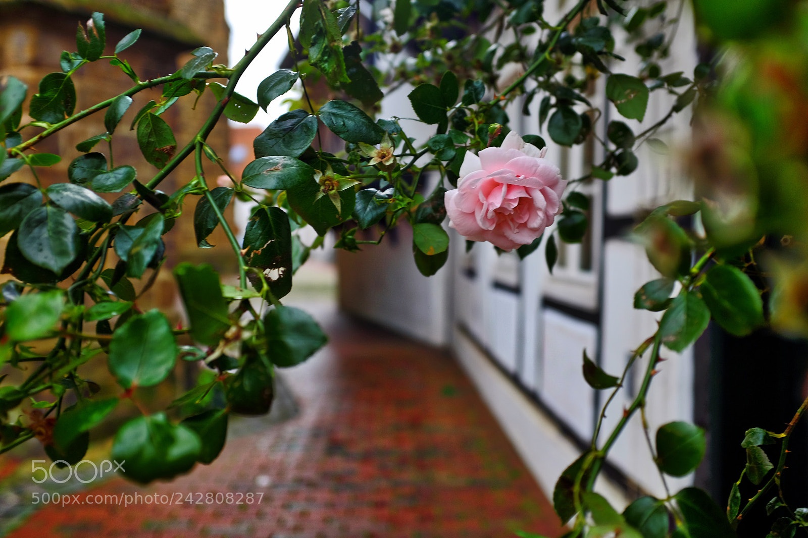 Fujifilm X100T sample photo. Rose of minden photography