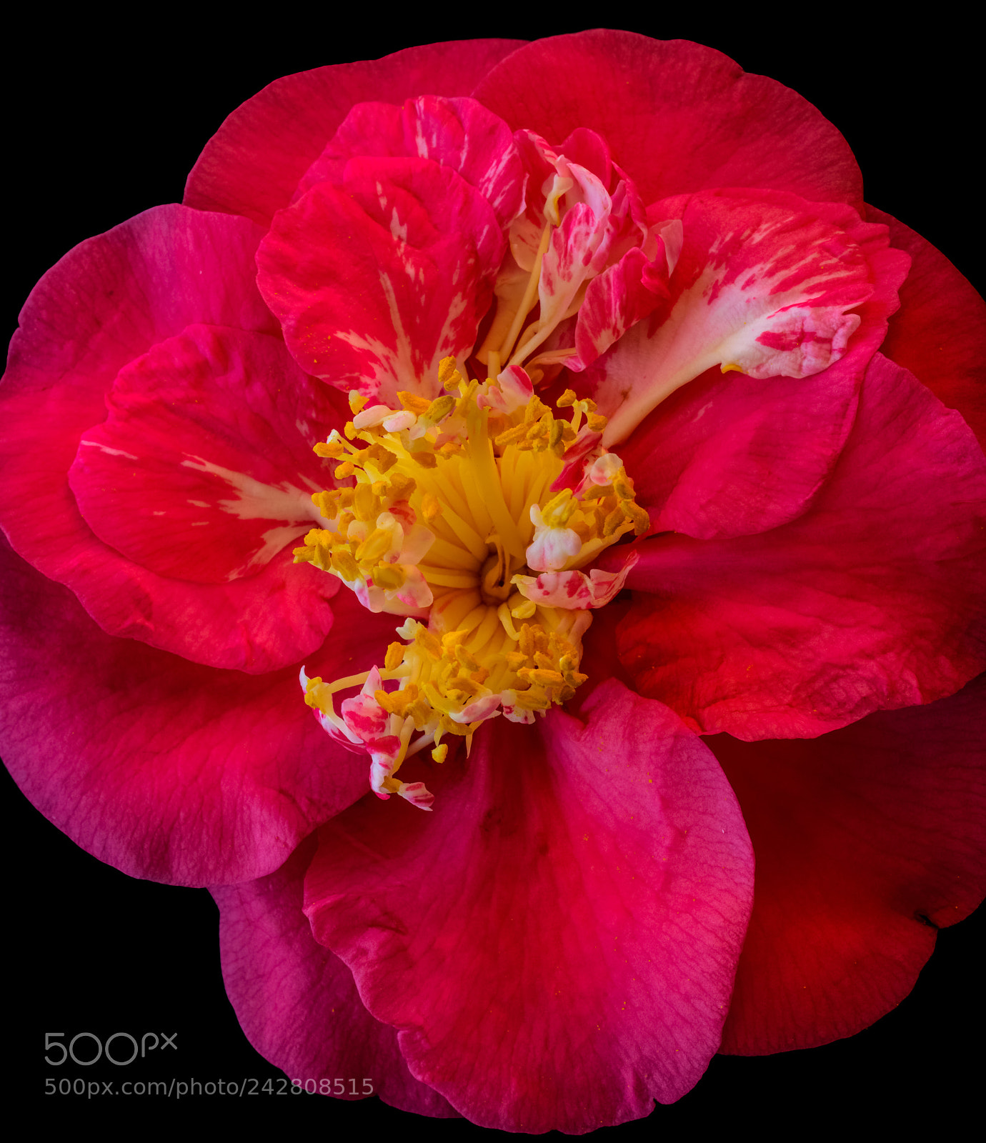 Nikon D810 sample photo. Red camellia photography