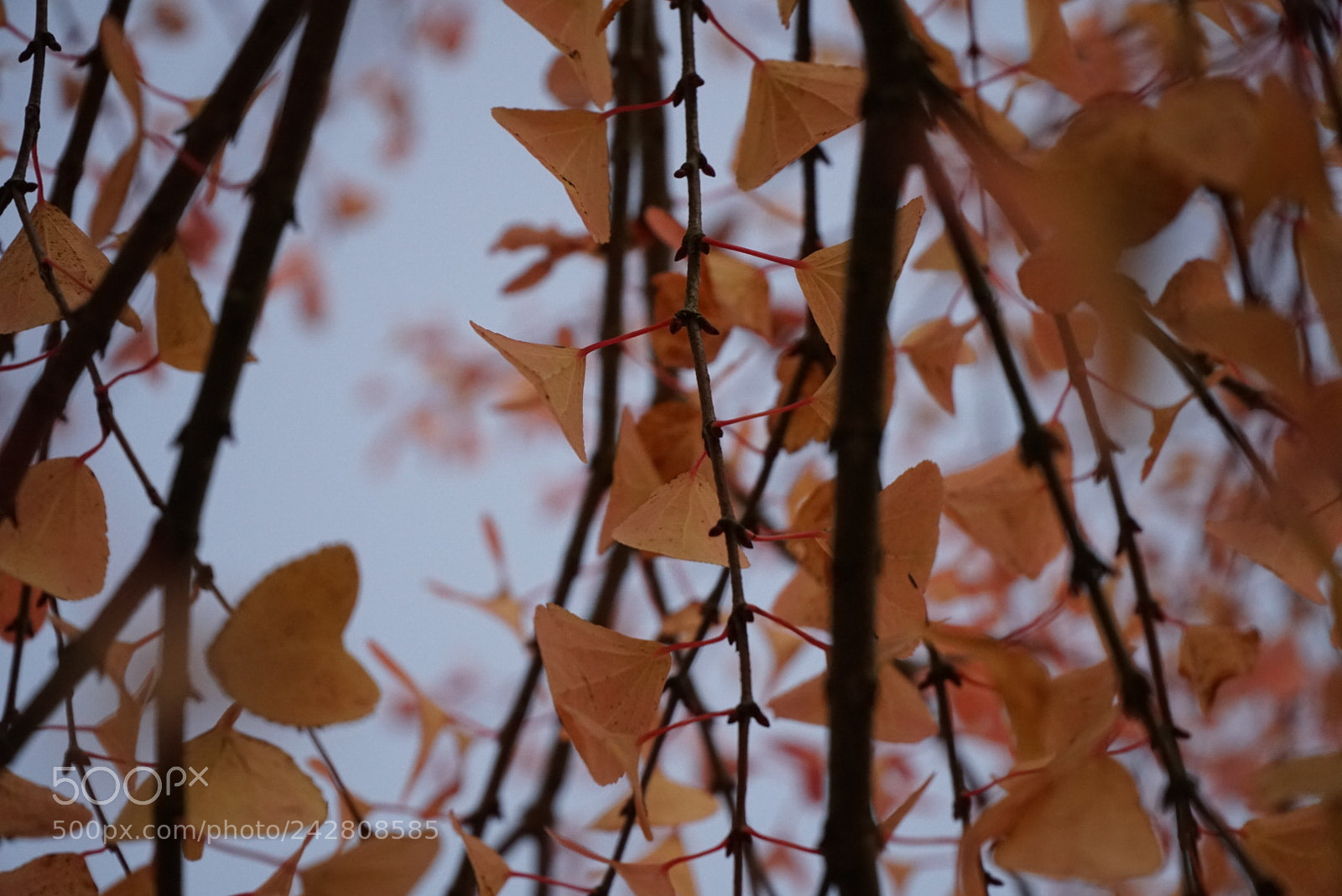 Sony a6300 sample photo. Untitled photography