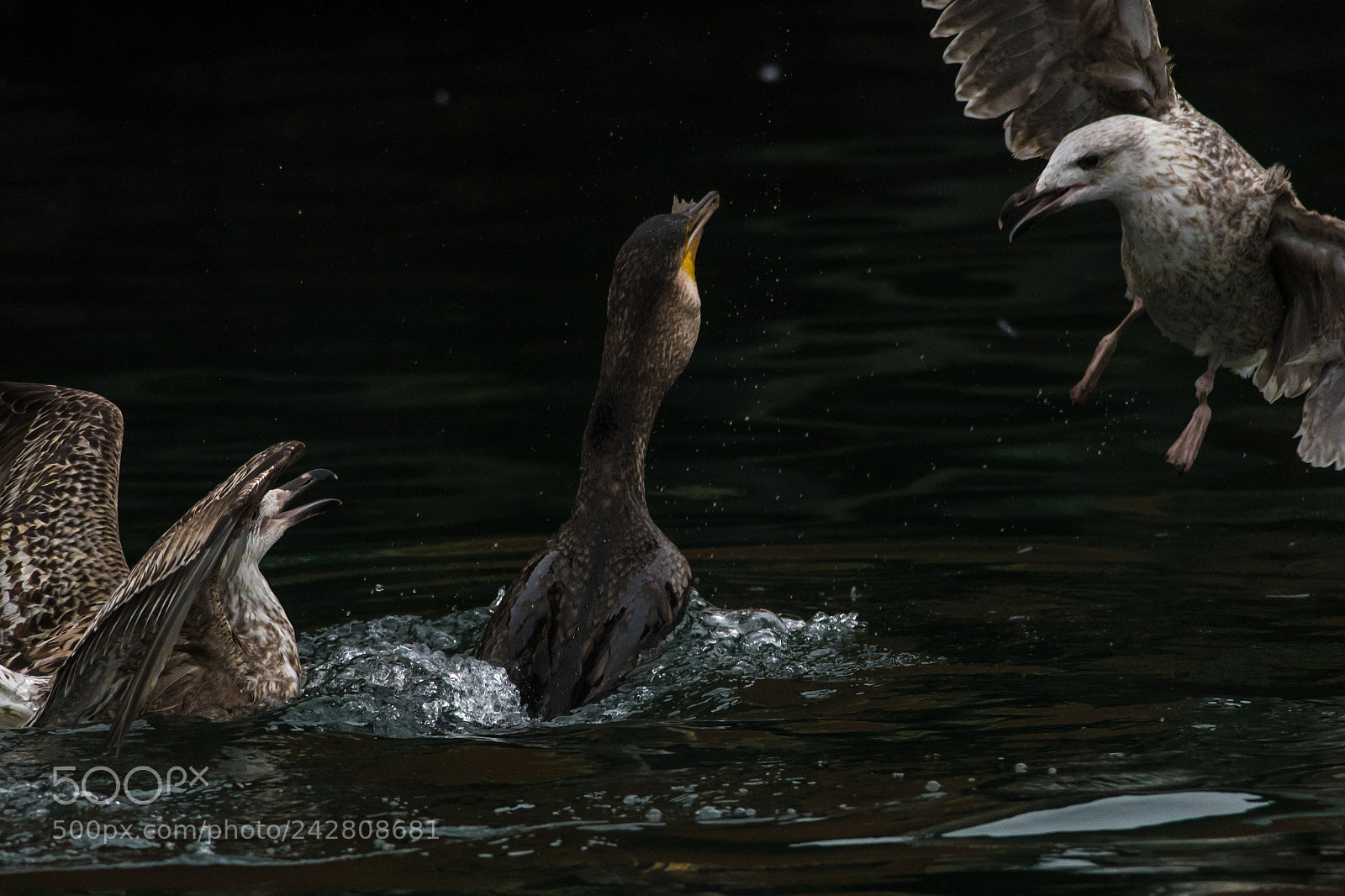 Nikon D500 sample photo. Fight for food photography