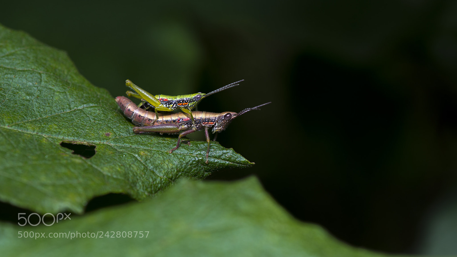 Nikon D800E sample photo. Macro photography