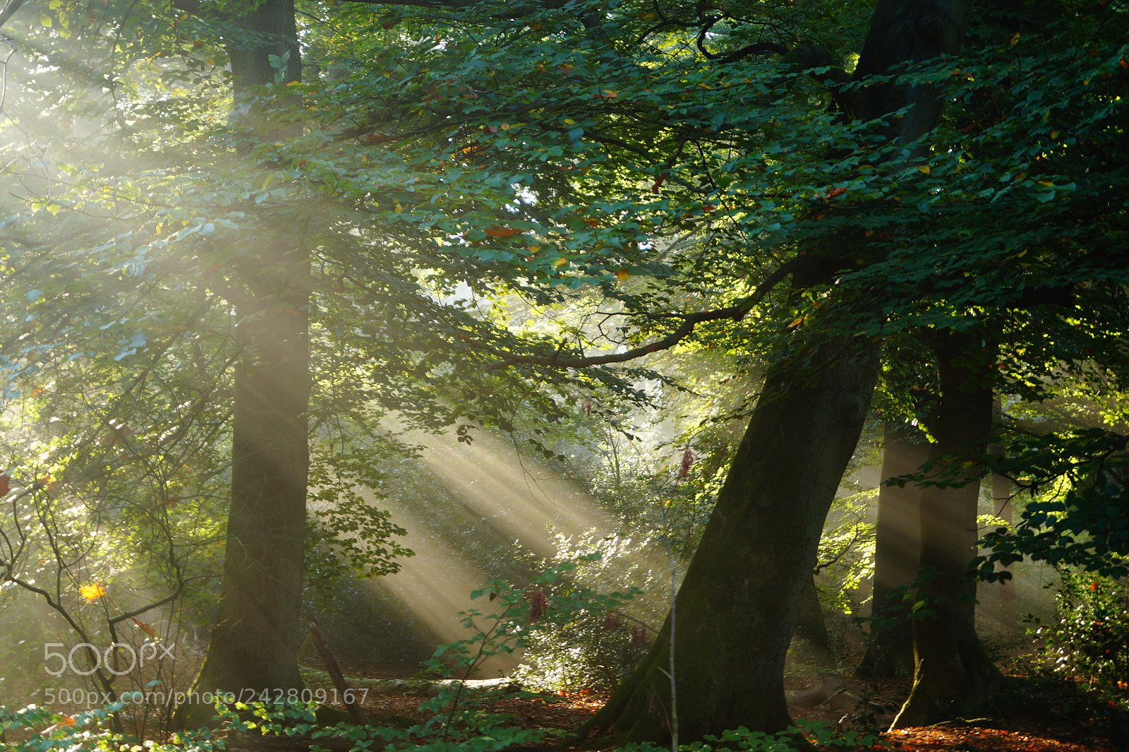 Sony SLT-A58 sample photo. Magic in the forest. photography