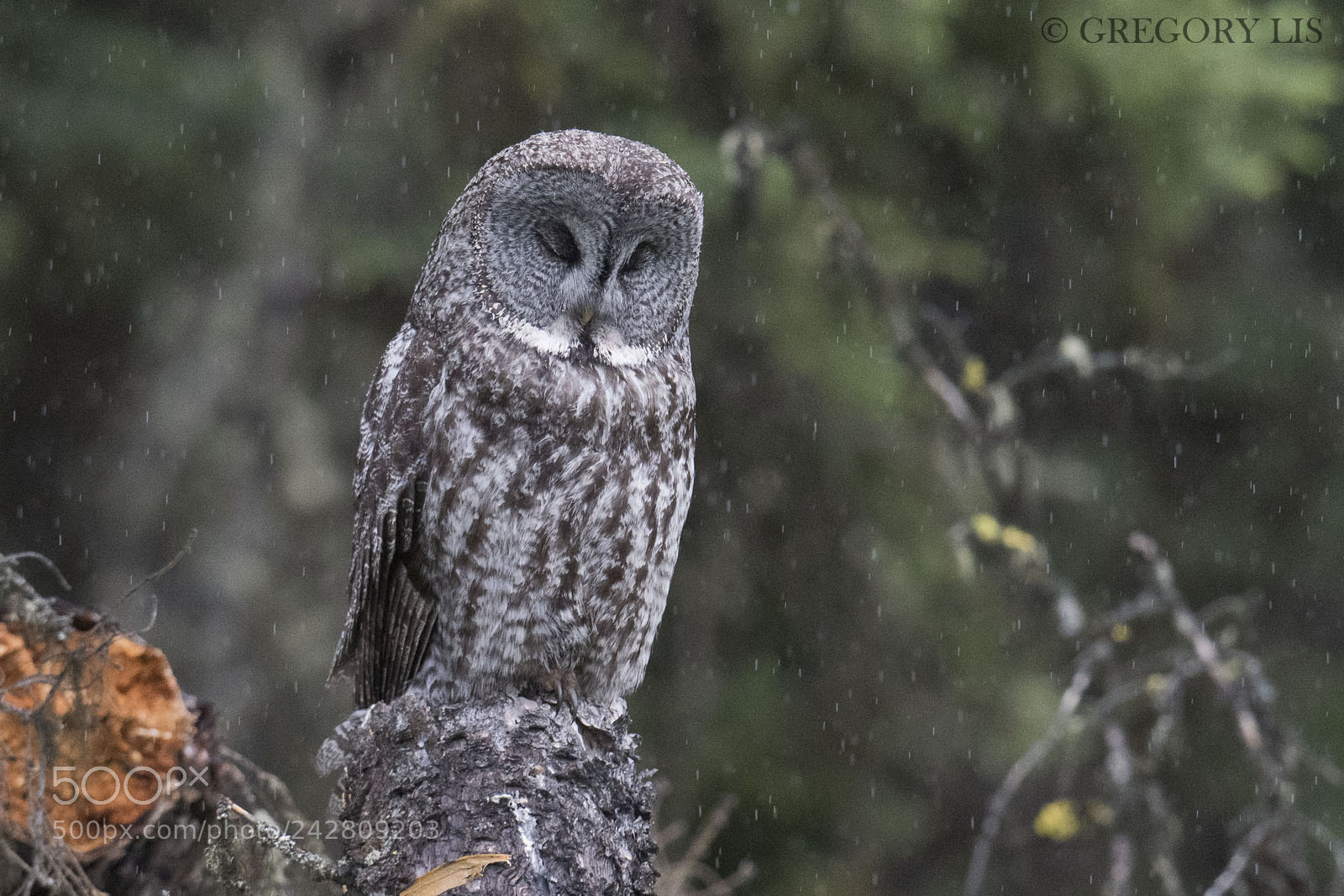 Nikon D810 sample photo. Great gray owl on photography