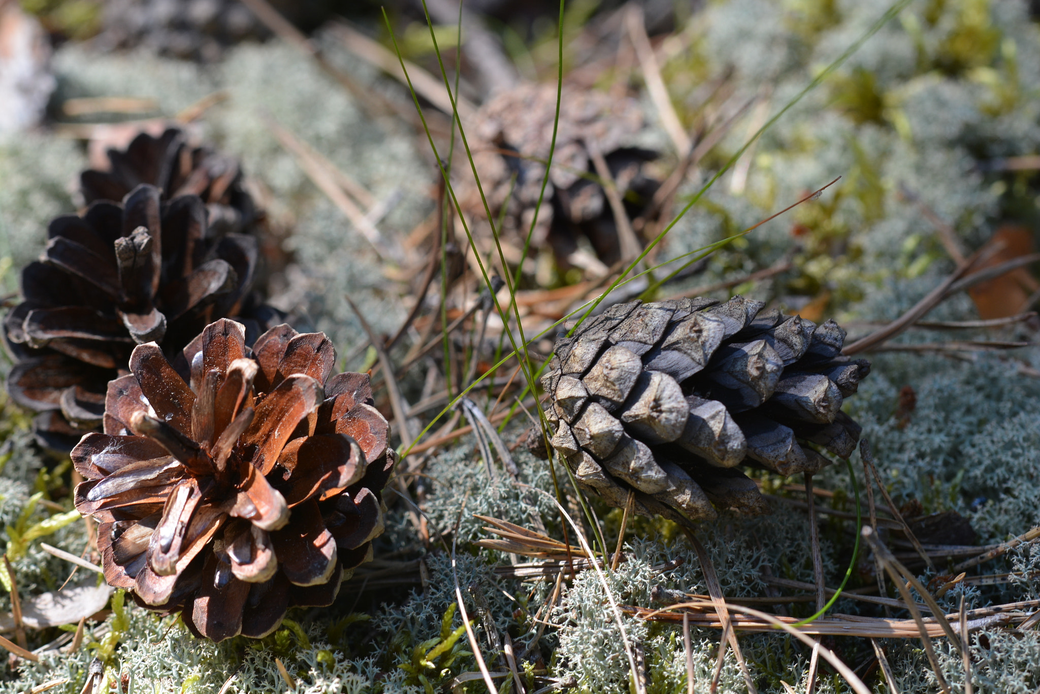 Nikon D7100 sample photo. Pine cones photography