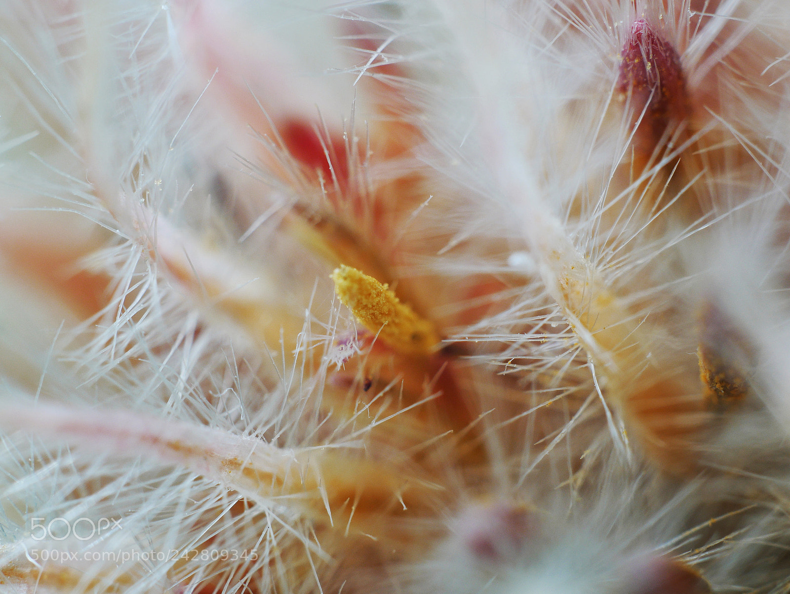 Panasonic Lumix DMC-GX85 (Lumix DMC-GX80 / Lumix DMC-GX7 Mark II) sample photo. Flower photography