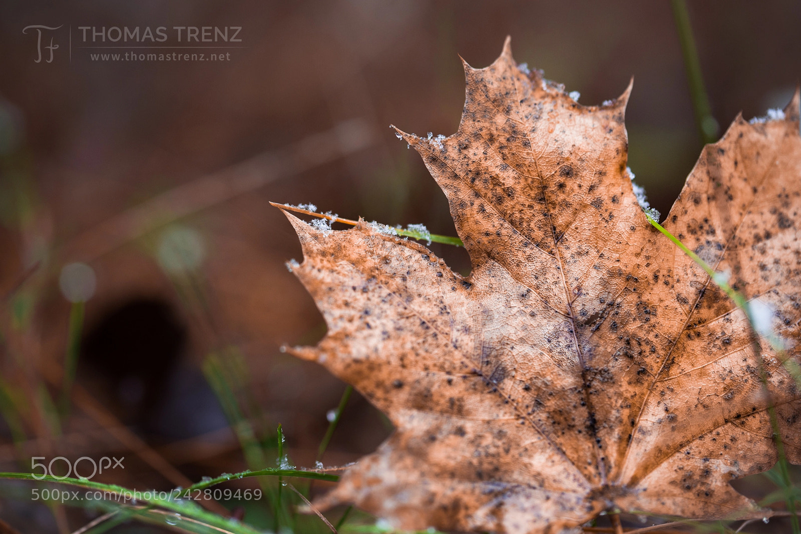 Nikon D600 sample photo. Snow leaf photography