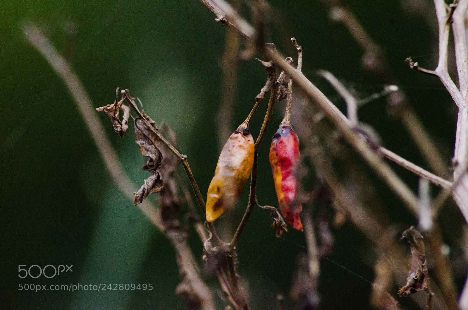 Nikon D5100 sample photo. Dry chilly plant photography