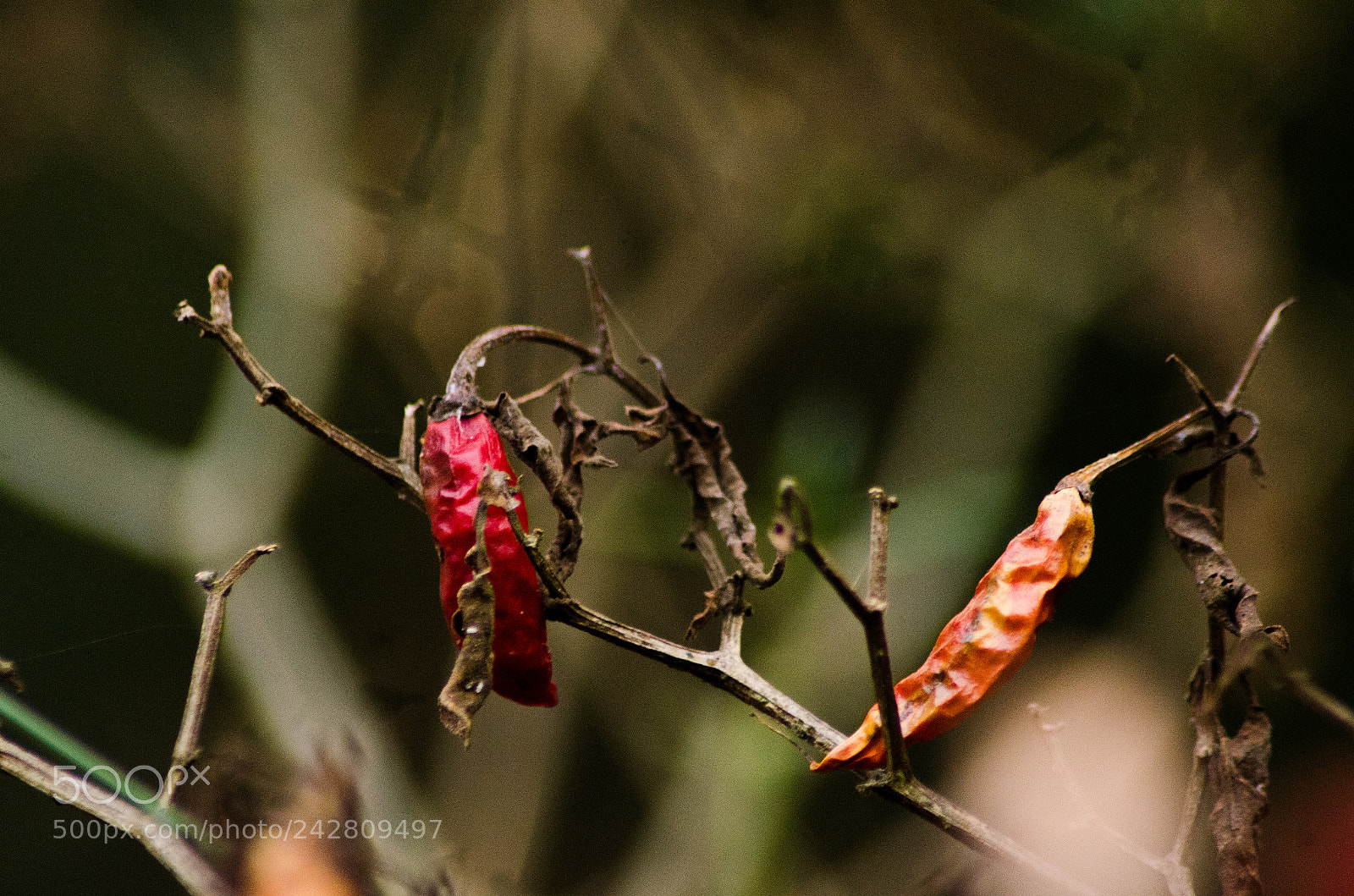 Nikon D5100 sample photo. Dry chilly plant photography