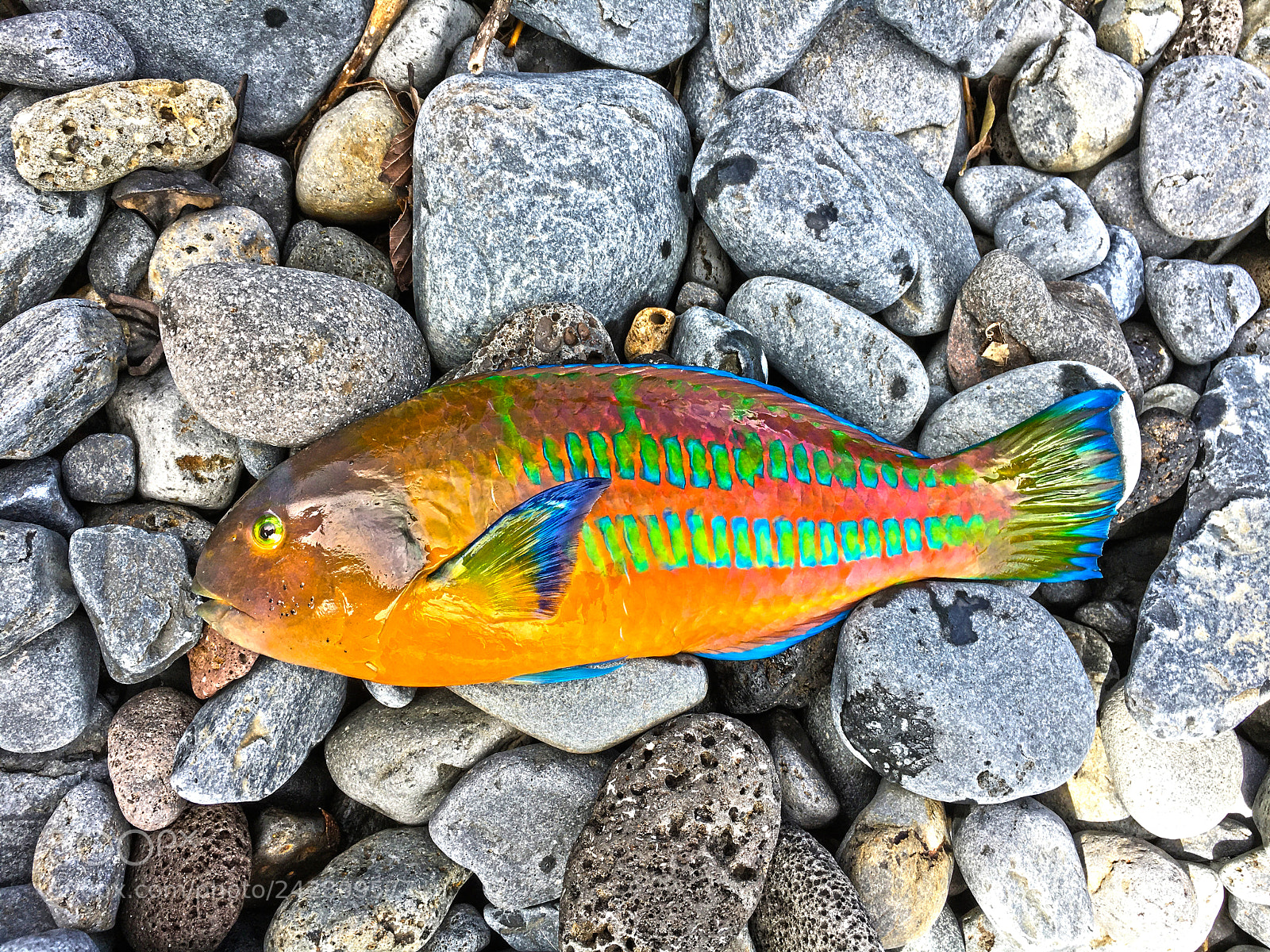 Apple iPhone 6s sample photo. Christmas wrasse photography