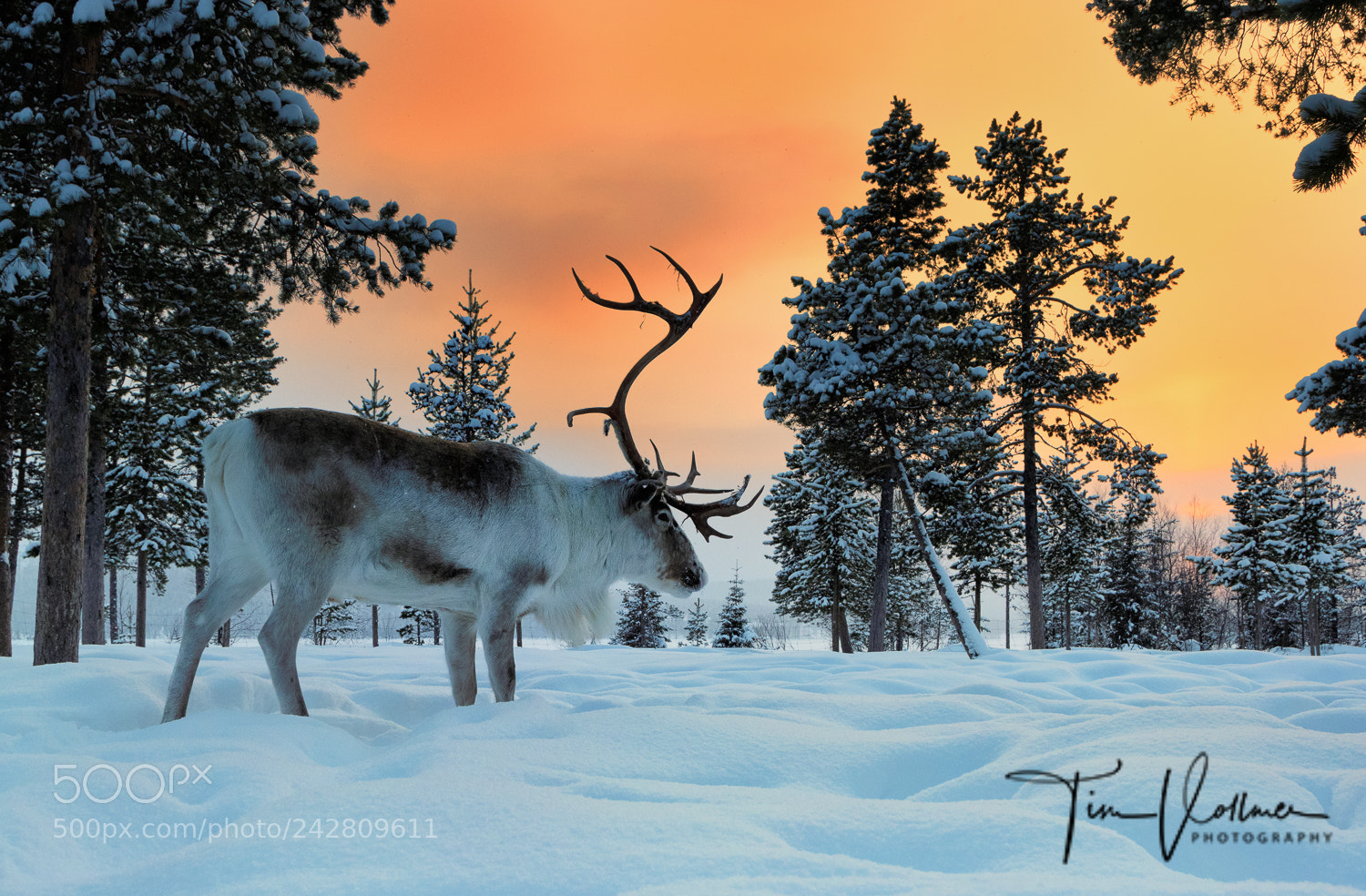 Canon EOS 7D Mark II sample photo. Reindeer at sunrise in photography